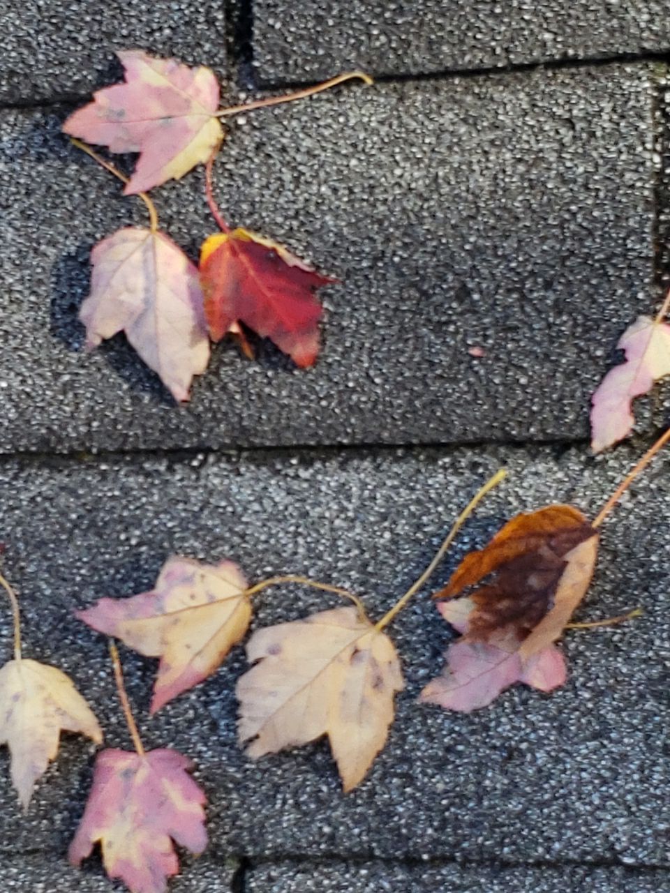 ATLAS PINNACLE SCOTCHGARD COLOR: PEWTER DRIP EDGE: BLACK by Eagle Eye Roofing