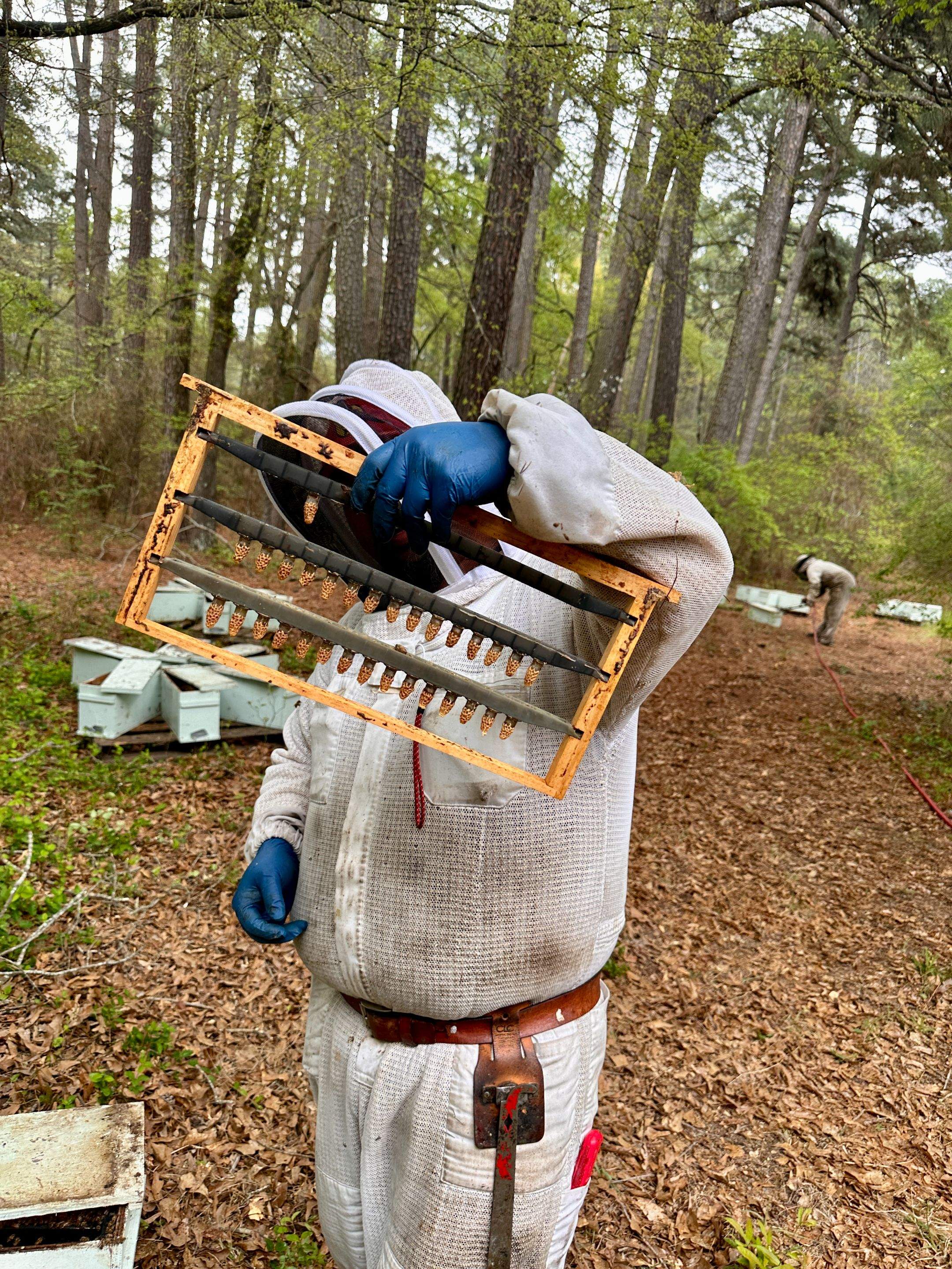 Tree Farm Apiary by Rockwall Honey Bee Company