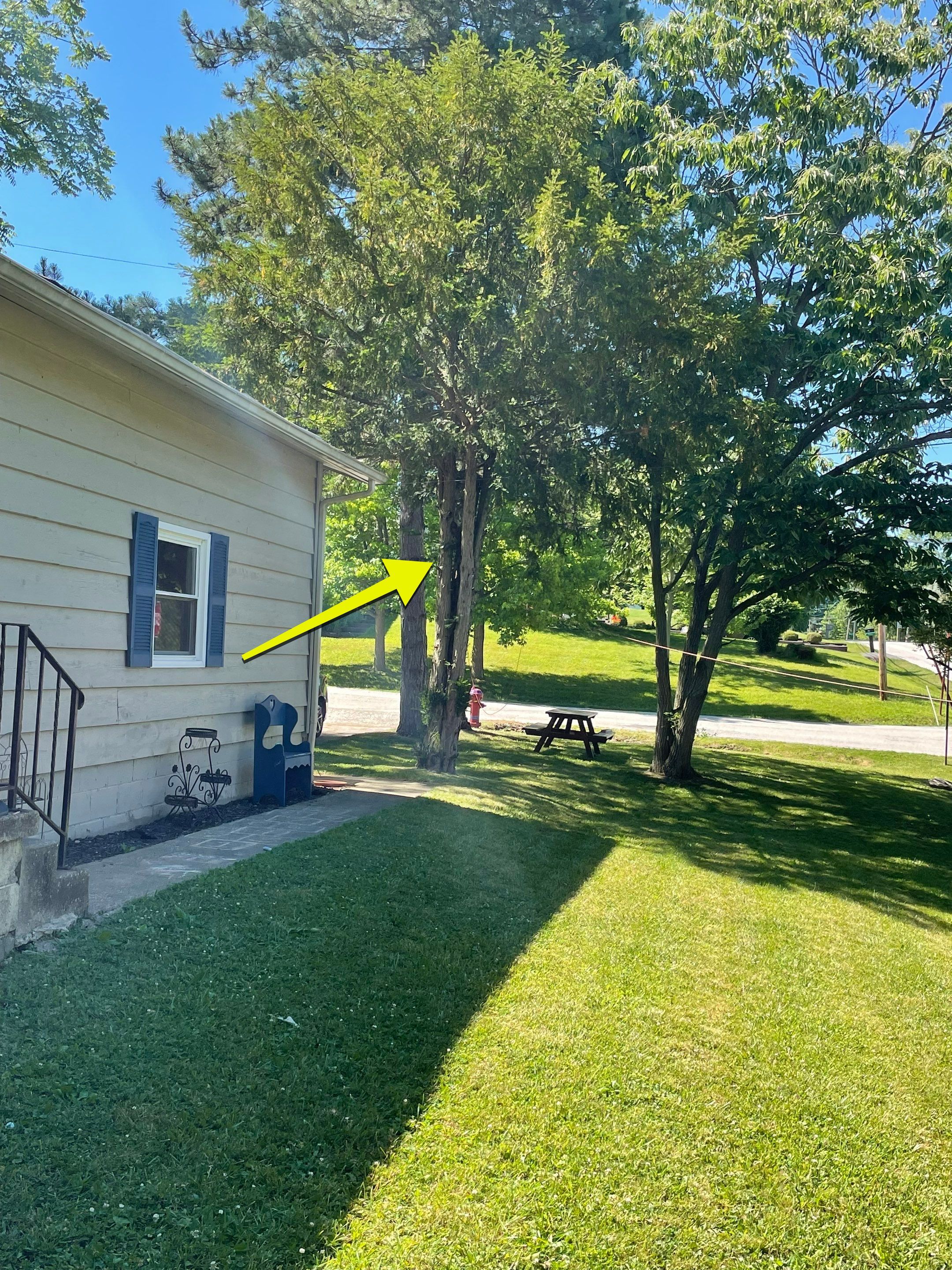 Tree Removal using Tree Removal by Mike Jones & Sons Tree Service LLC 