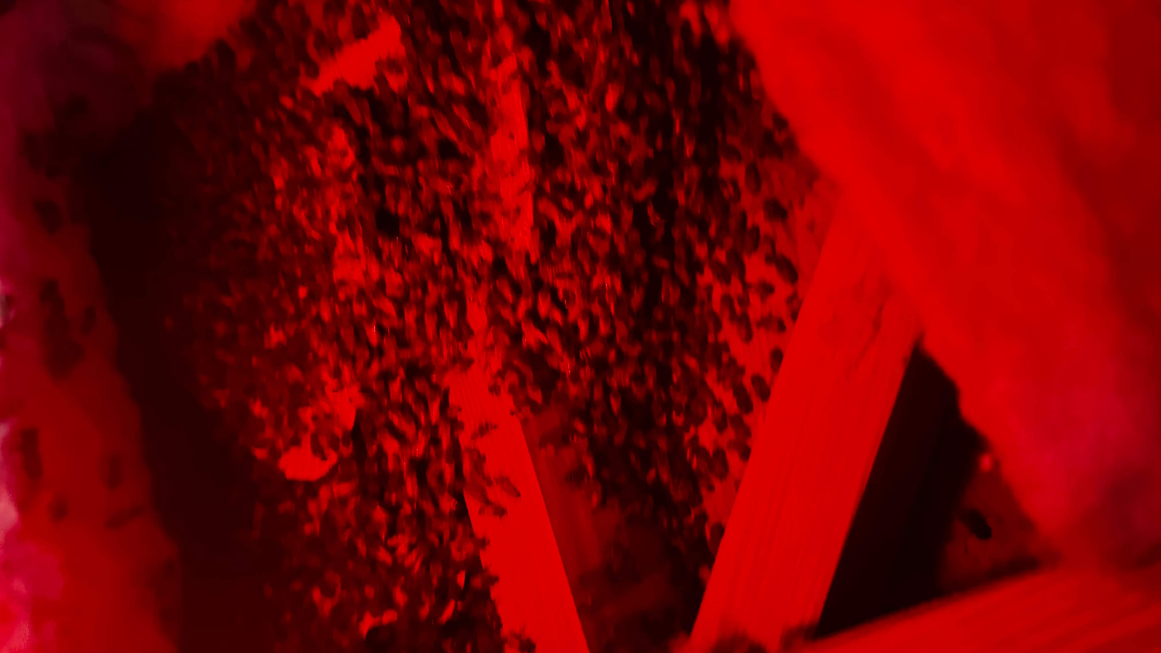 Hiding Bees by Rockwall Honey Bee Company