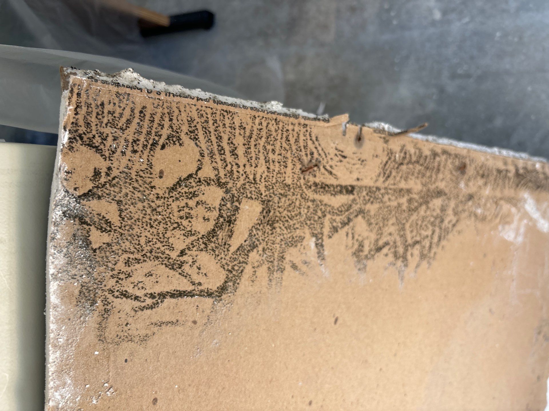 Mold Remediation In Sarasota by Ampm Restoration Services