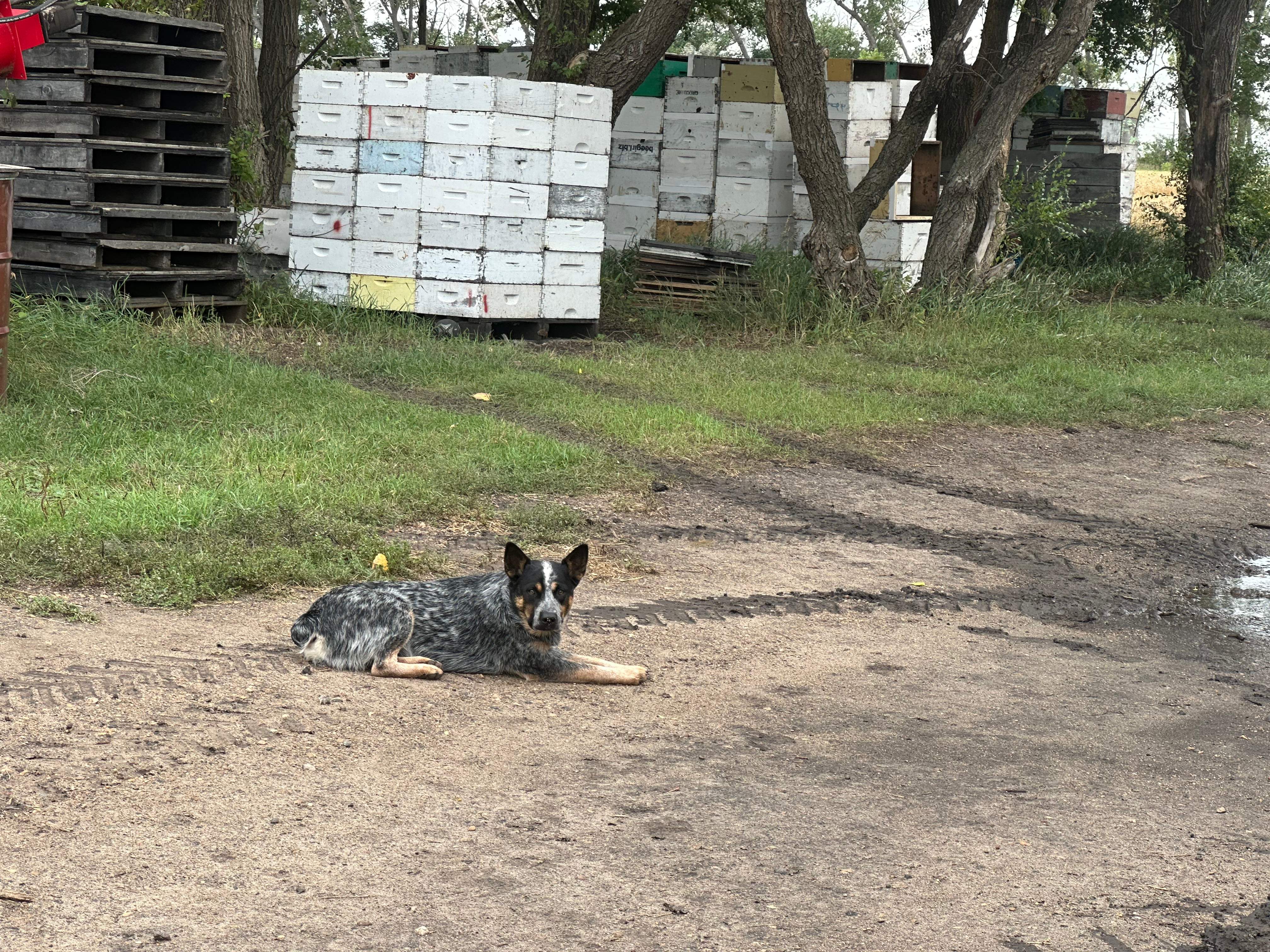 BeeGirl's Honey House in the Midwest by Rockwall Honey Bee Company