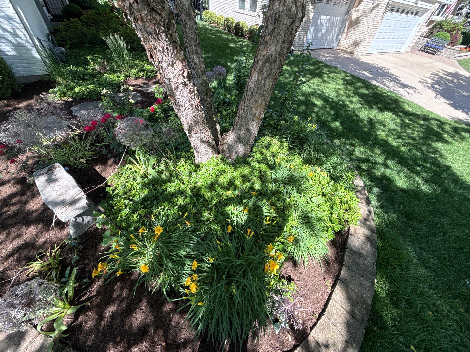 Lesley D. - Arlington Heights, IL by A&N 