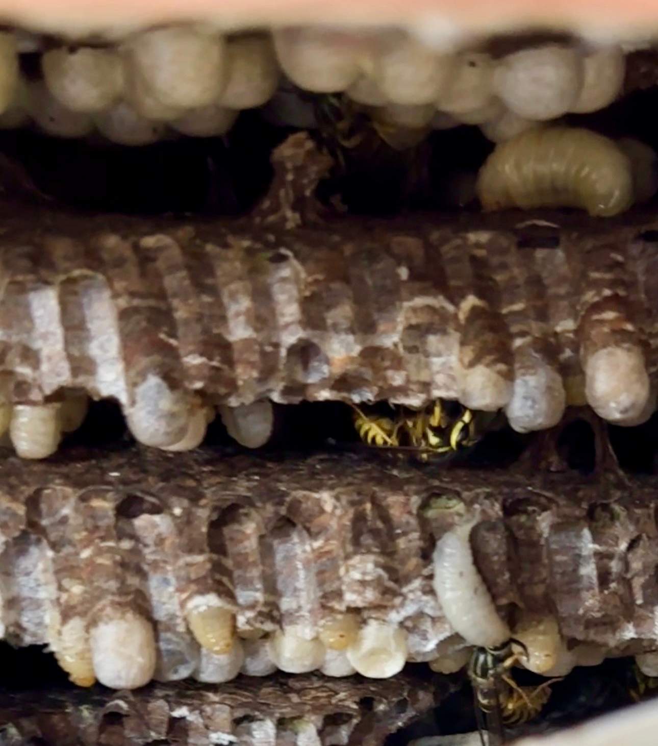 Yellowjackets at City Park by Rockwall Honey Bee Company