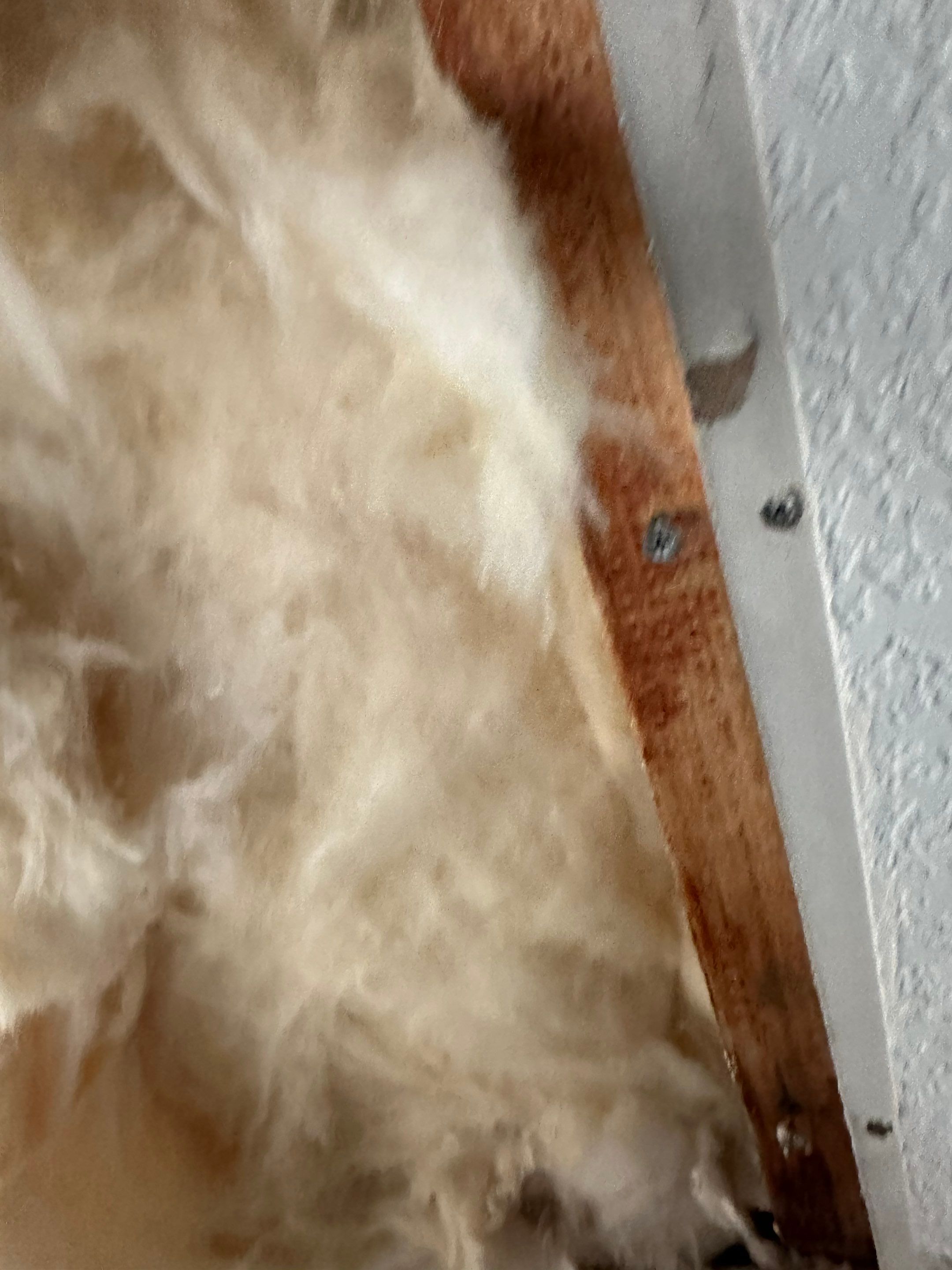 Mold Remediation in Denver, CO by Alpha Restoration 