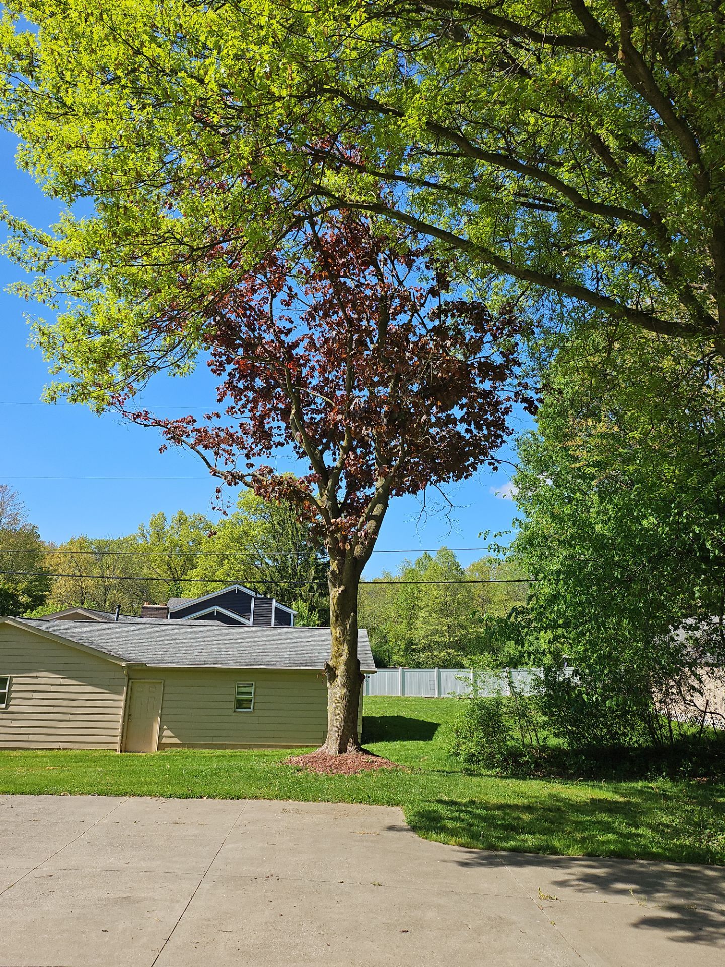 Tree Trimming using Tree Pruing by Mike Jones & Sons Tree Service LLC 