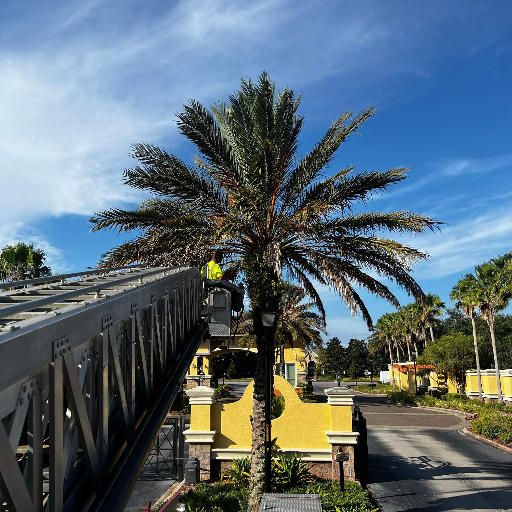 Palm Tree Trimming | IL Villagio Condominiums by ProGreen Services