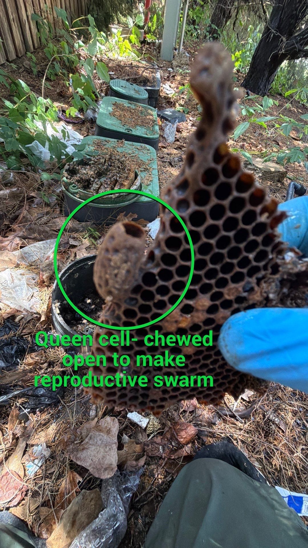 Mossy Mystery Bees by Rockwall Honey Bee Company