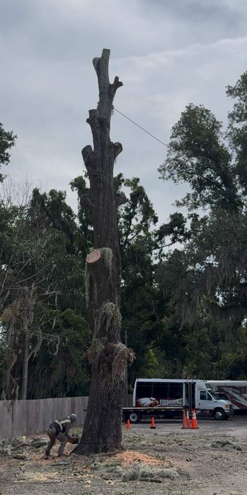 Tree Removal | Episcopal School of Jacksonville by ProGreen Services