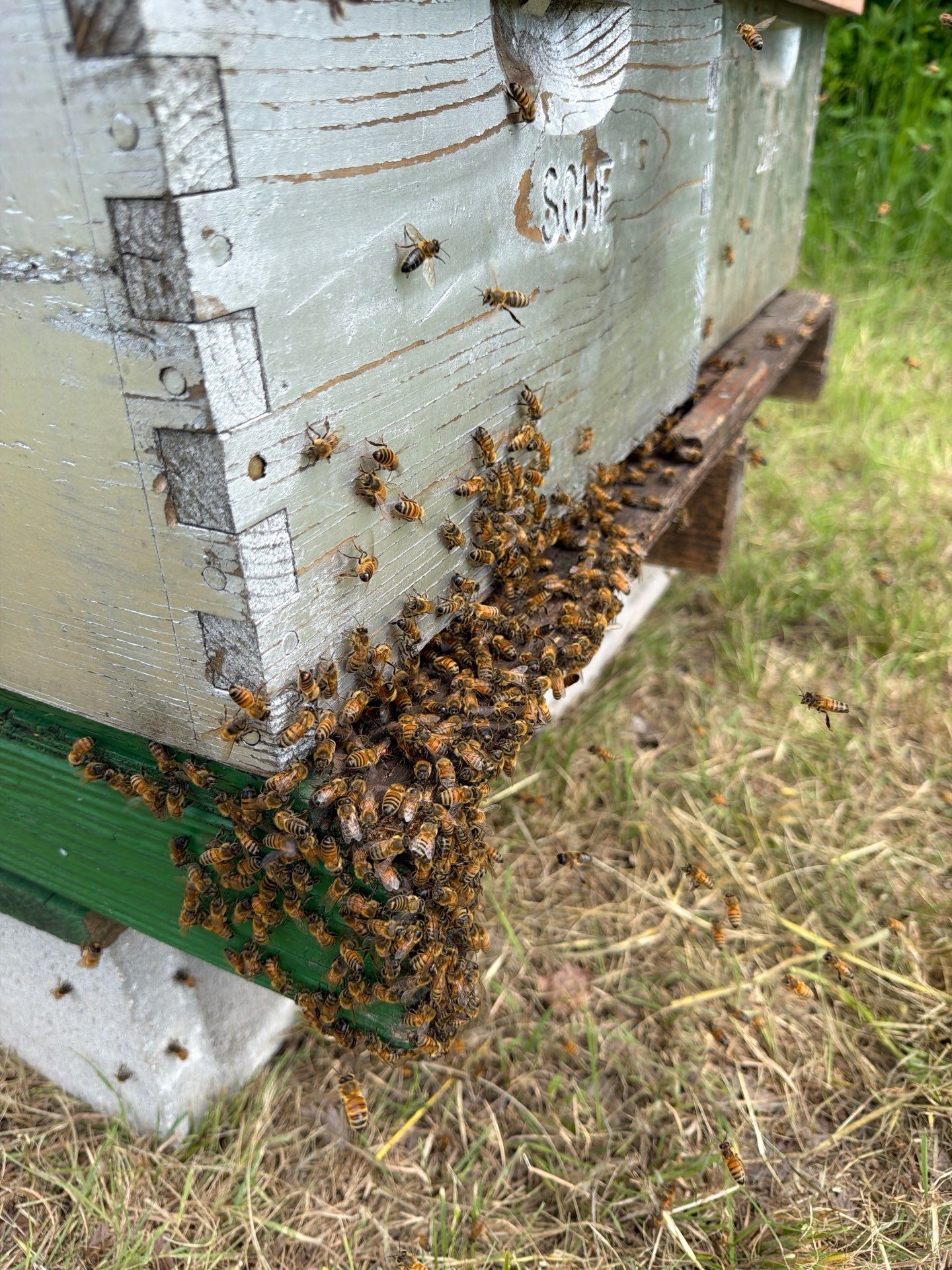 Ag. Exempt in Anna by Rockwall Honey Bee Company