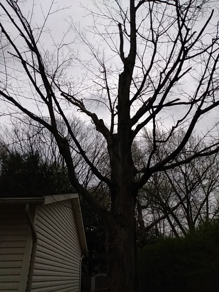 Tree Removal using Tree Removal by Mike Jones & Sons Tree Service LLC 