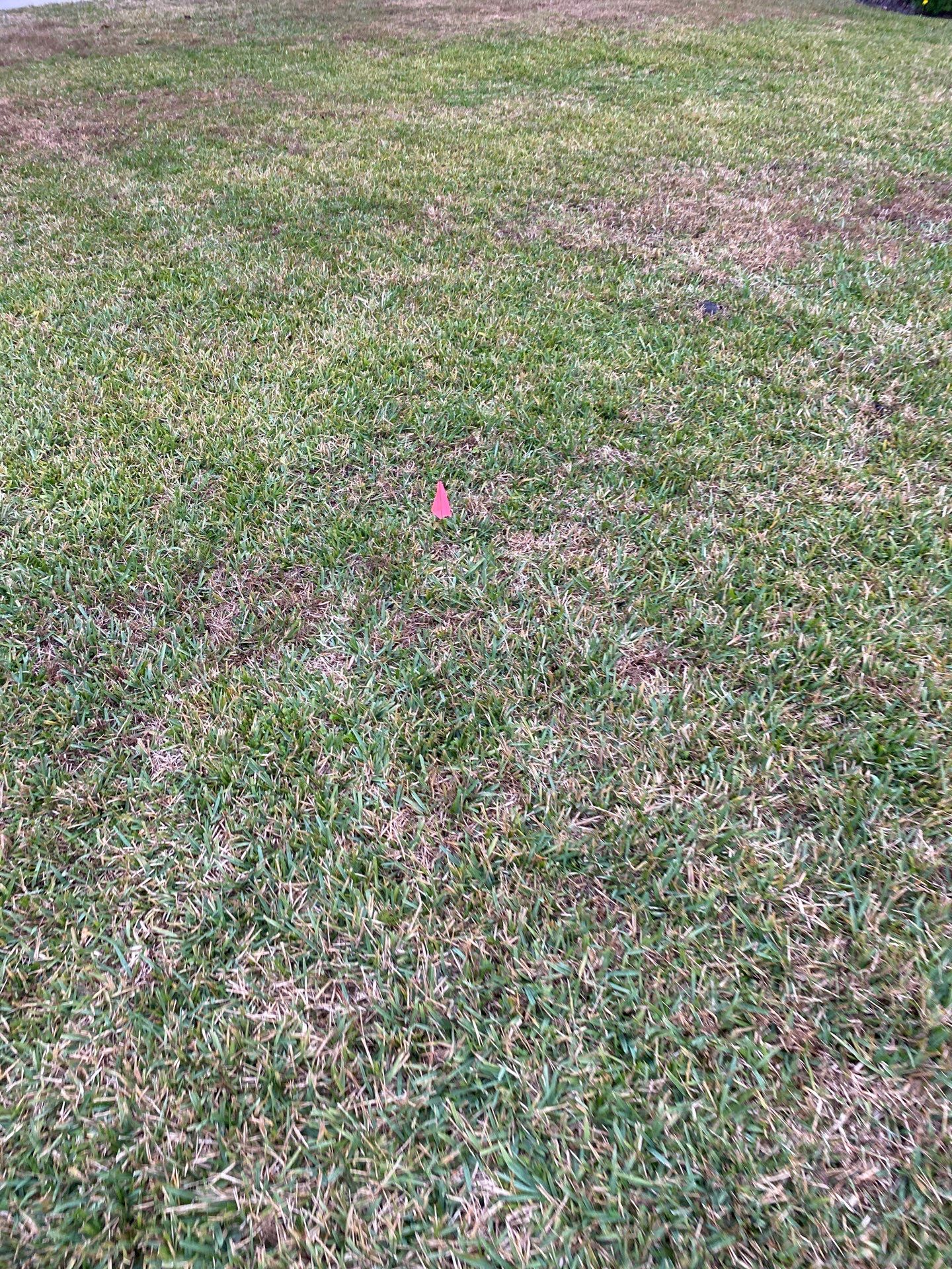 Deerwood | Live Oak Planting Project  by ProGreen Services