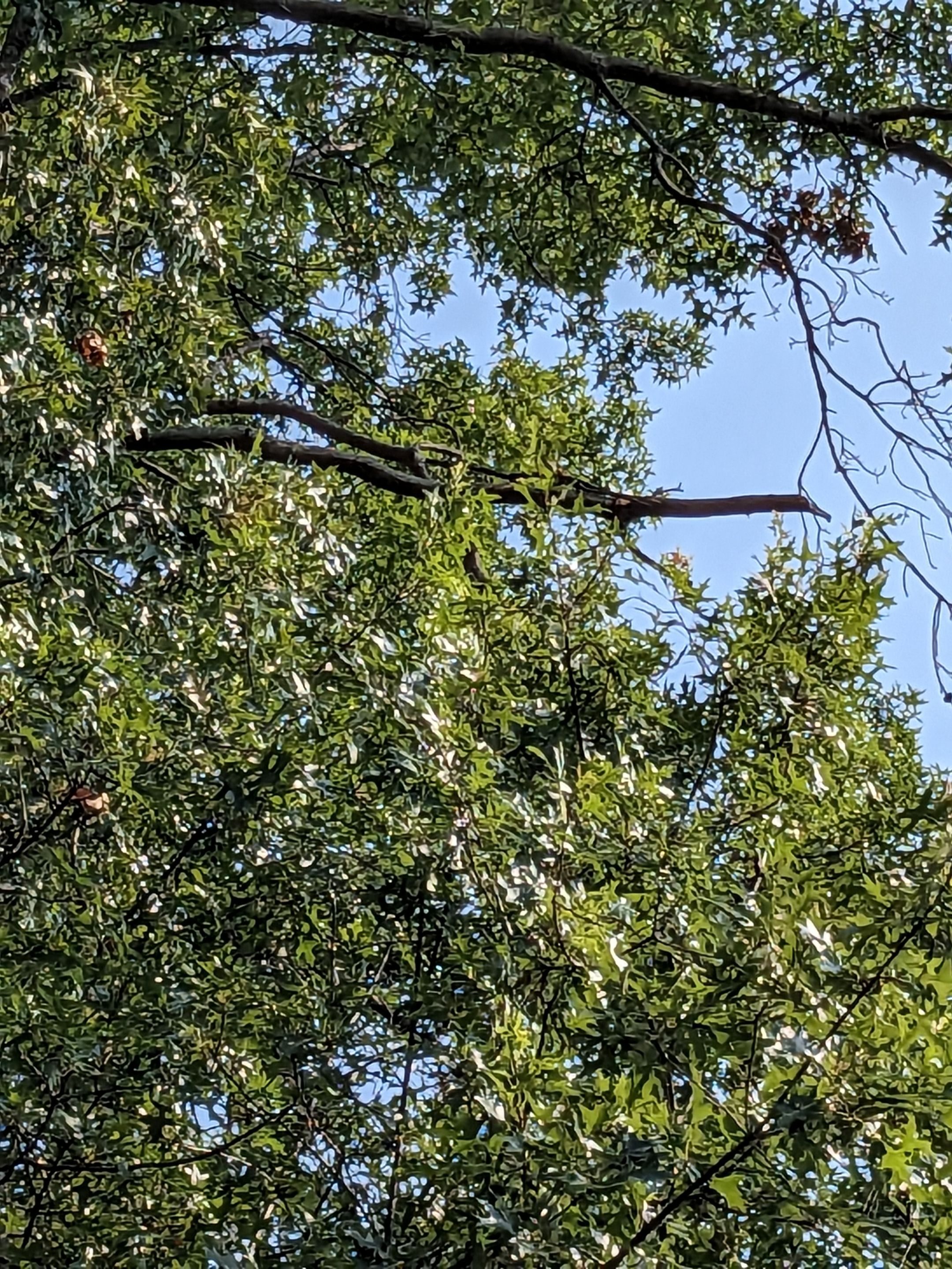 Tree Trimming using Tree Pruing by Mike Jones & Sons Tree Service LLC 