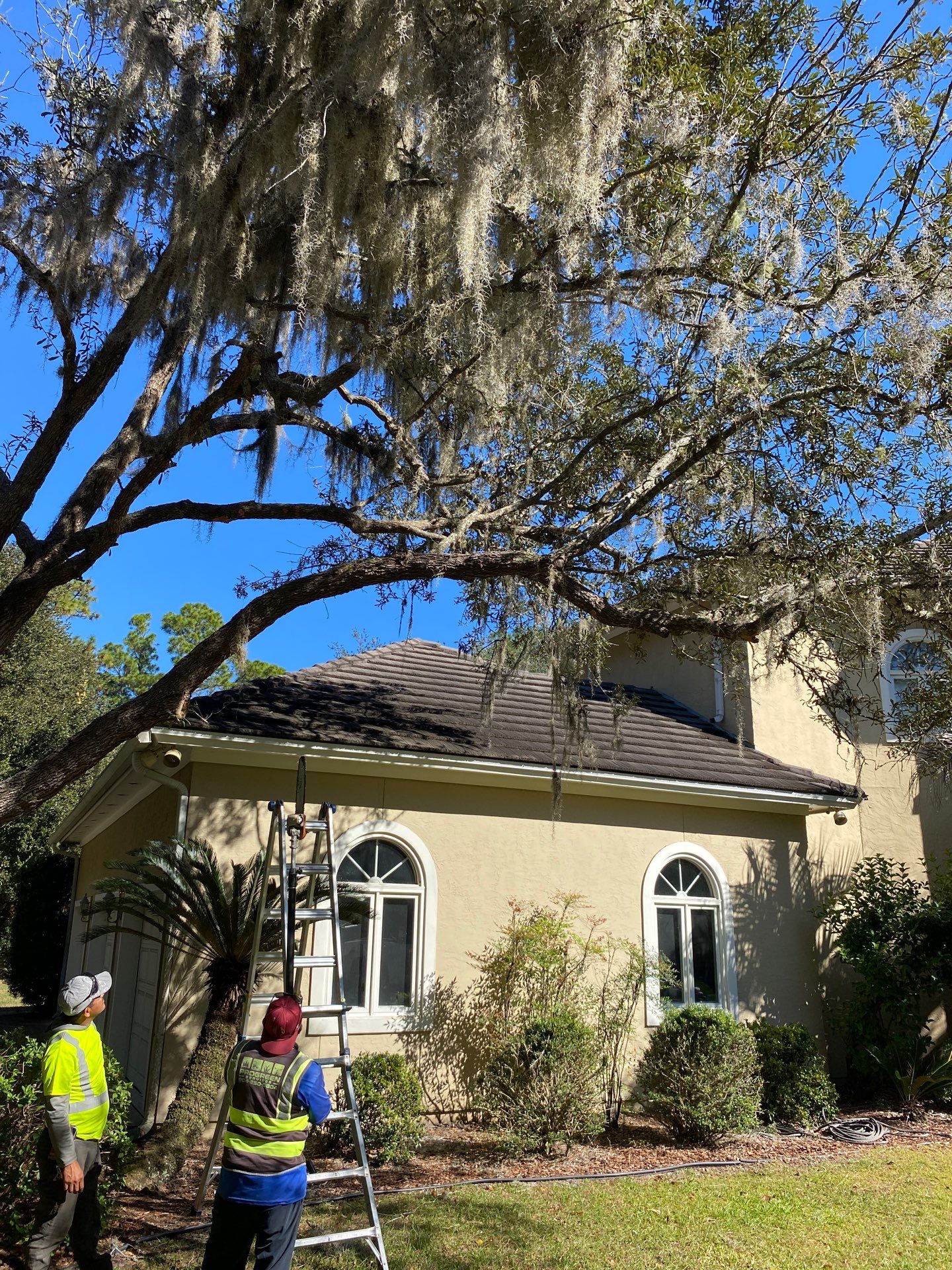 Deerwood Residence | Tree Work by ProGreen Services