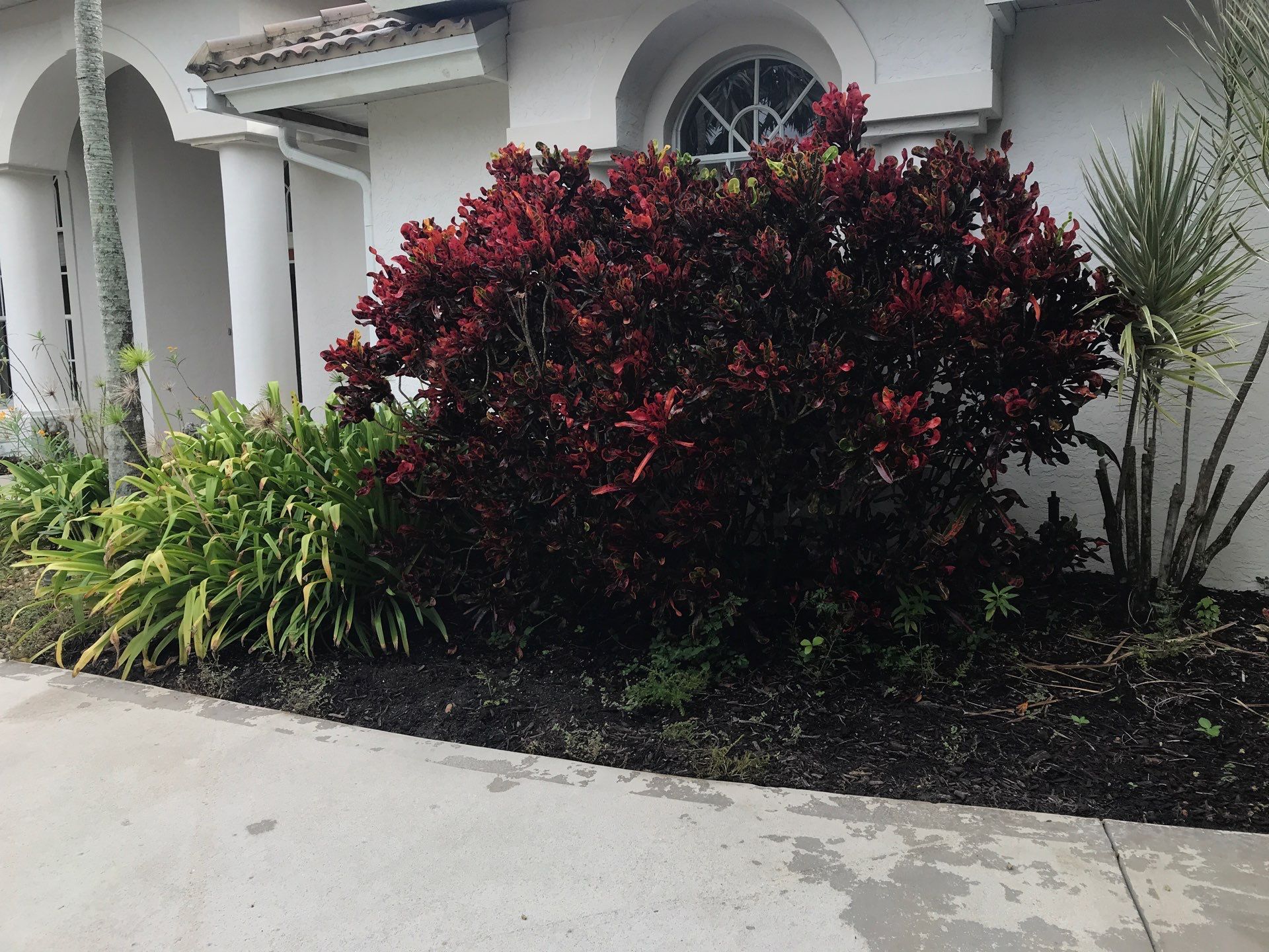 🌴 Landscape Removal and Install in Palm City by Alpha Zeta Enterprises Inc