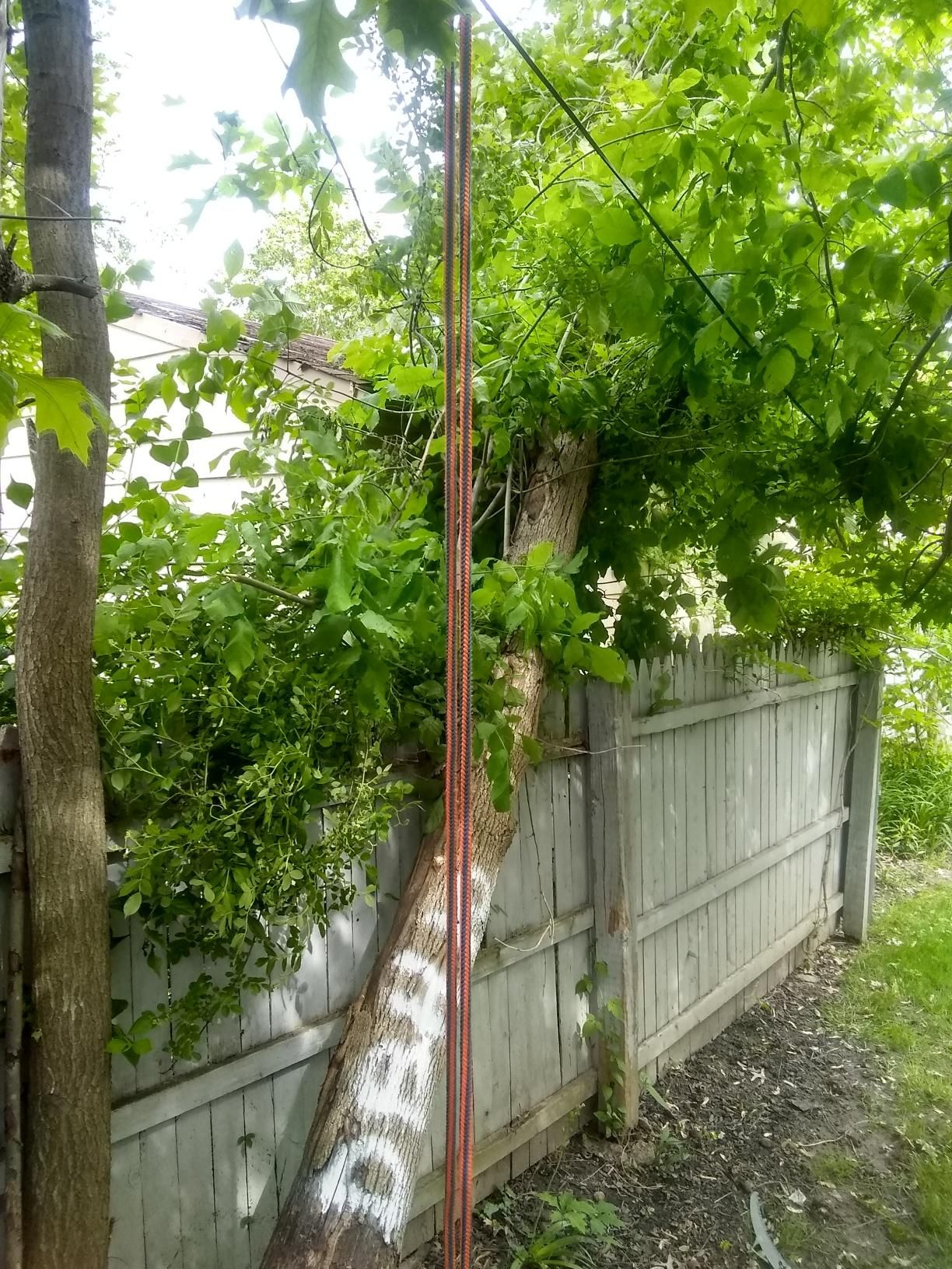 Tree Removal using Tree Removal by Mike Jones & Sons Tree Service LLC 