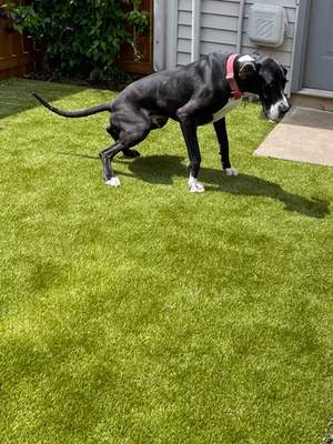 K9Grass in Fort Wayne