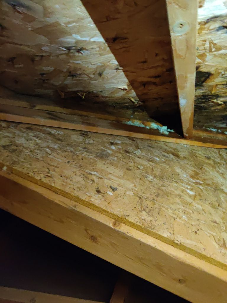Mold Remediation Cleanup in Attic by Accountable Home Services