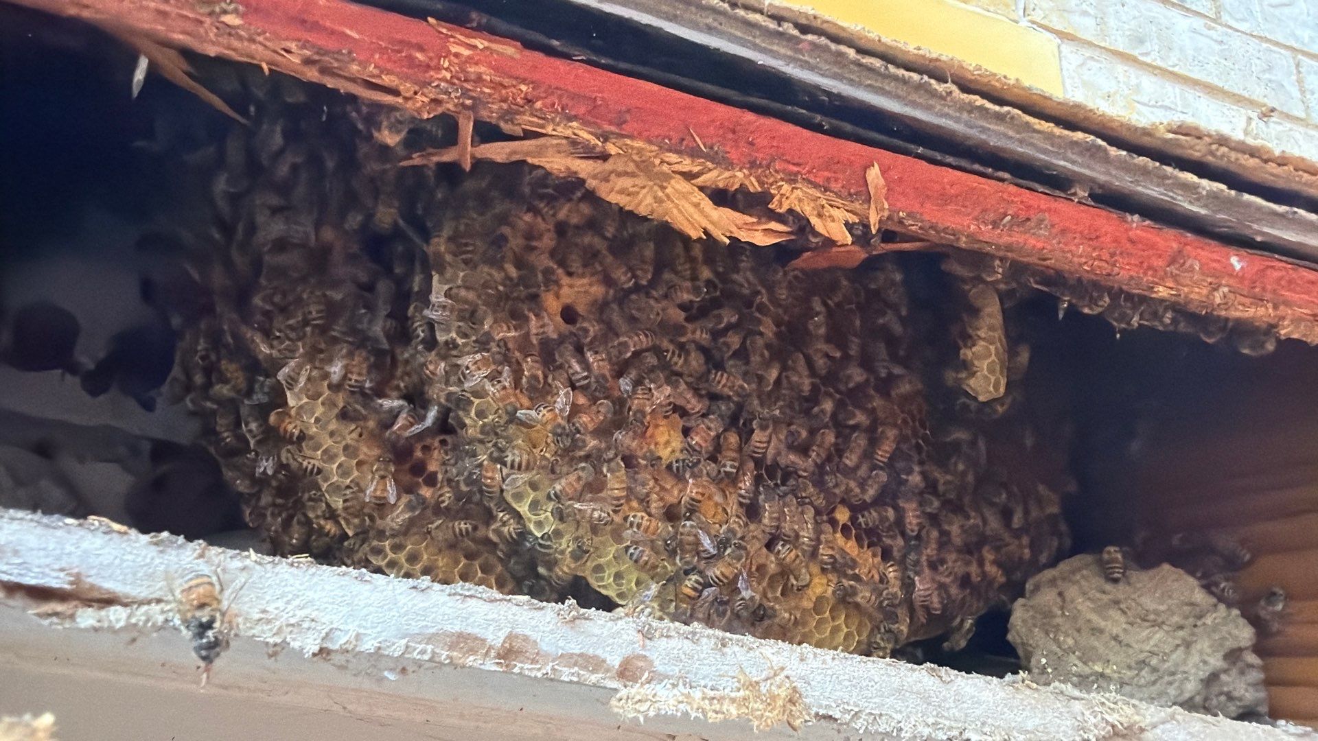No Rush for these Bees by Rockwall Honey Bee Company