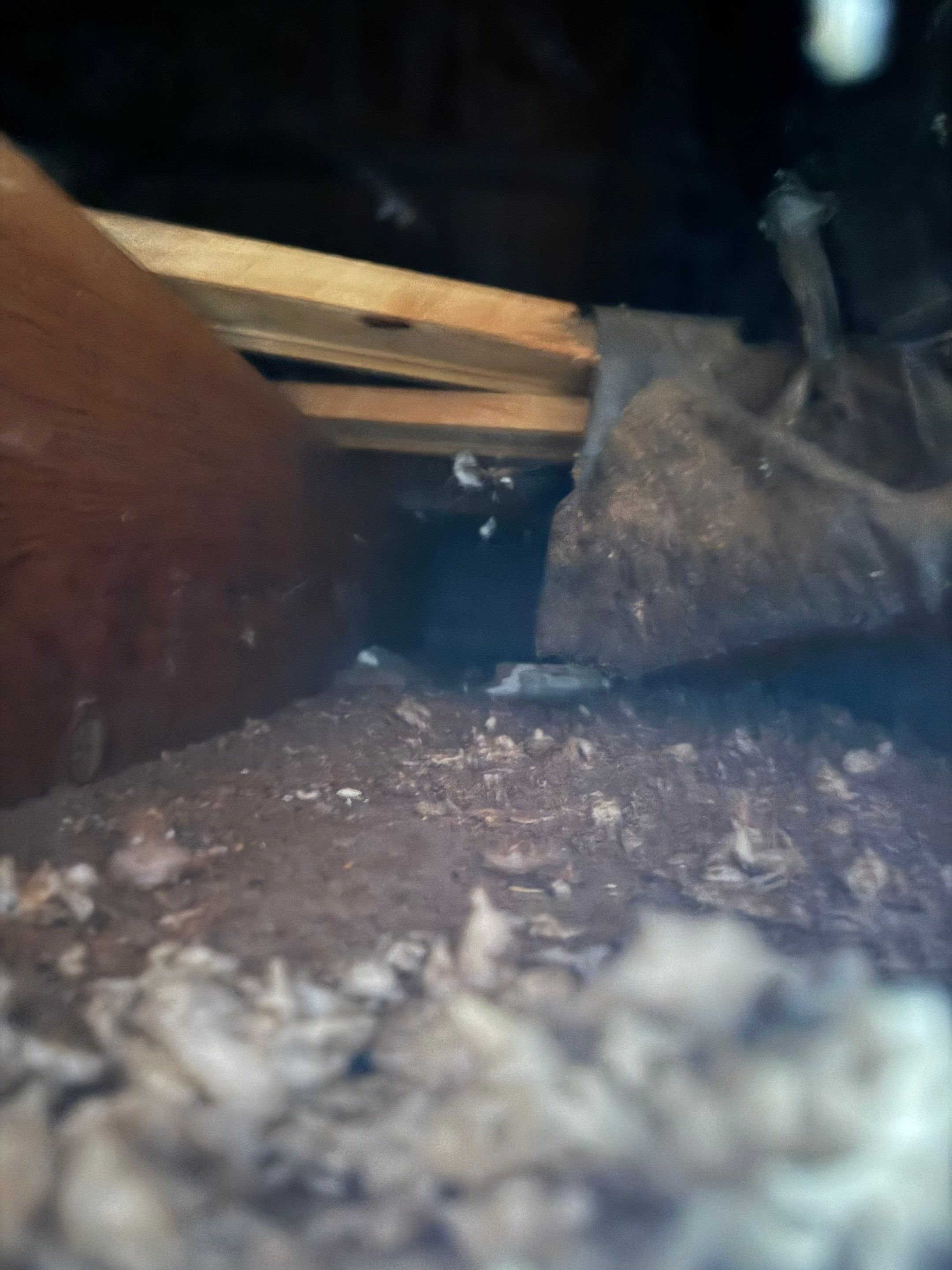 Bedroom Mold Remediation by Home Guarantee, LLC