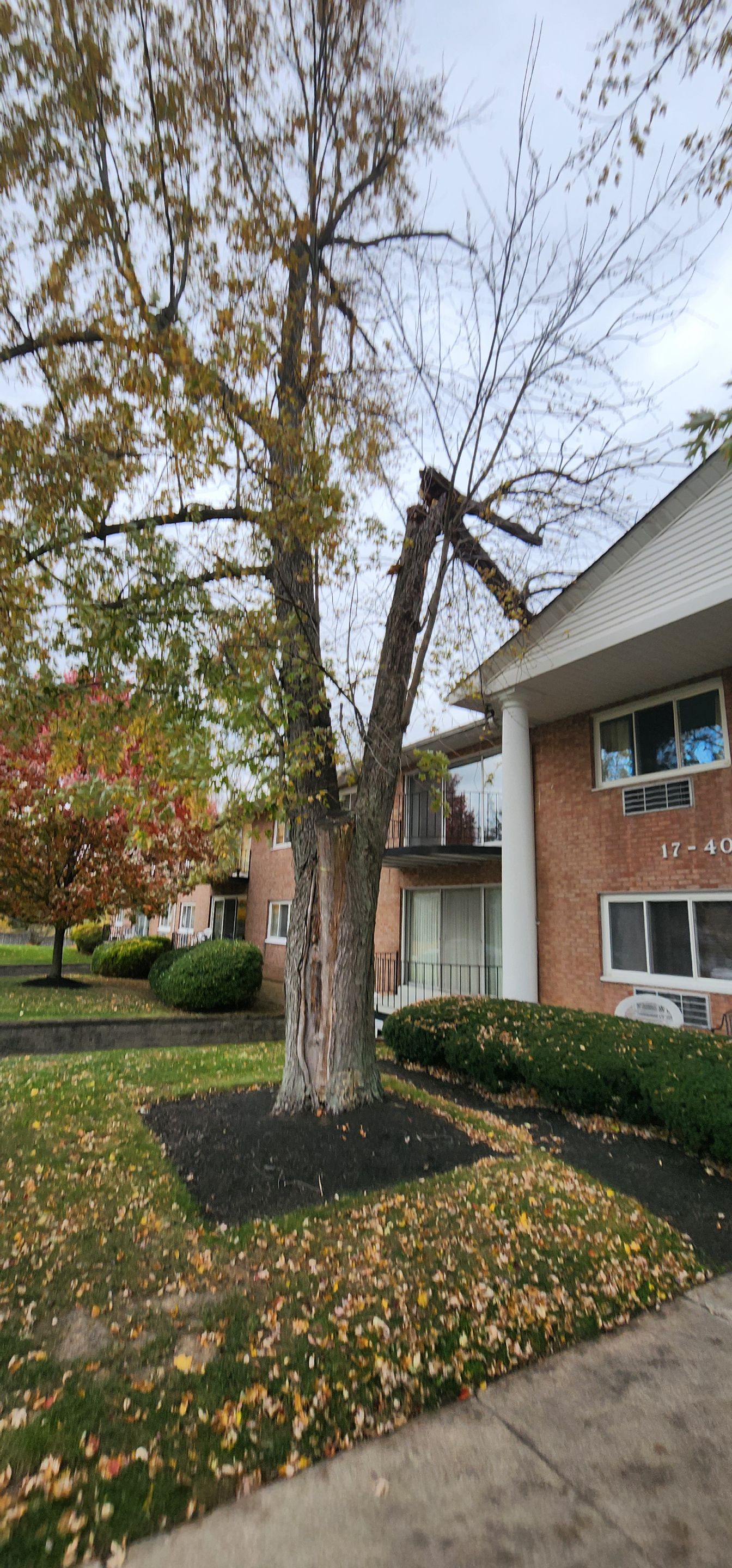 Emergency Job: Removal of Branch by Treeman Tom LLC