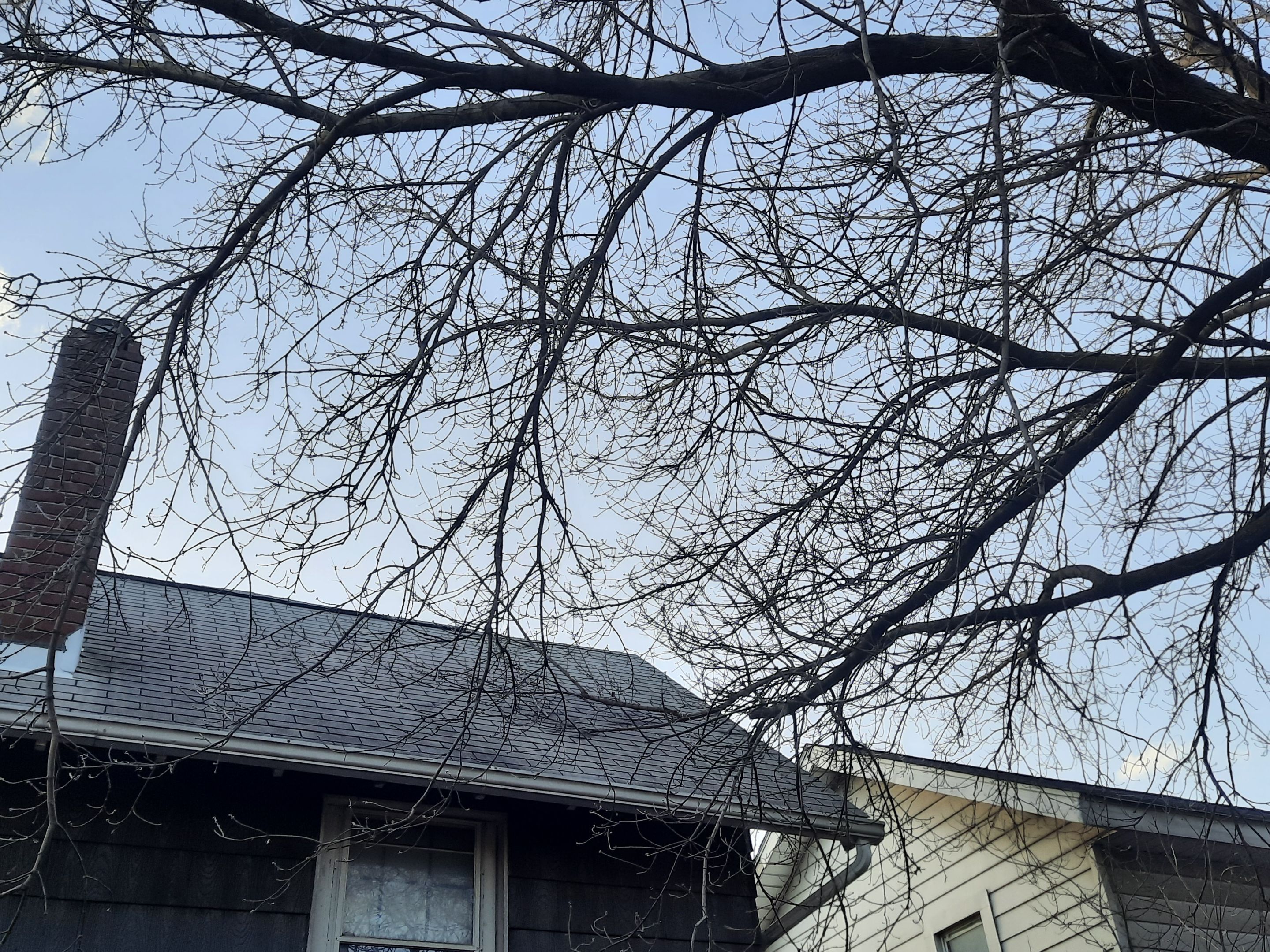 Tree Trimming using Tree Pruing by Mike Jones & Sons Tree Service LLC 