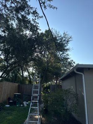Residential | Tree Trimming