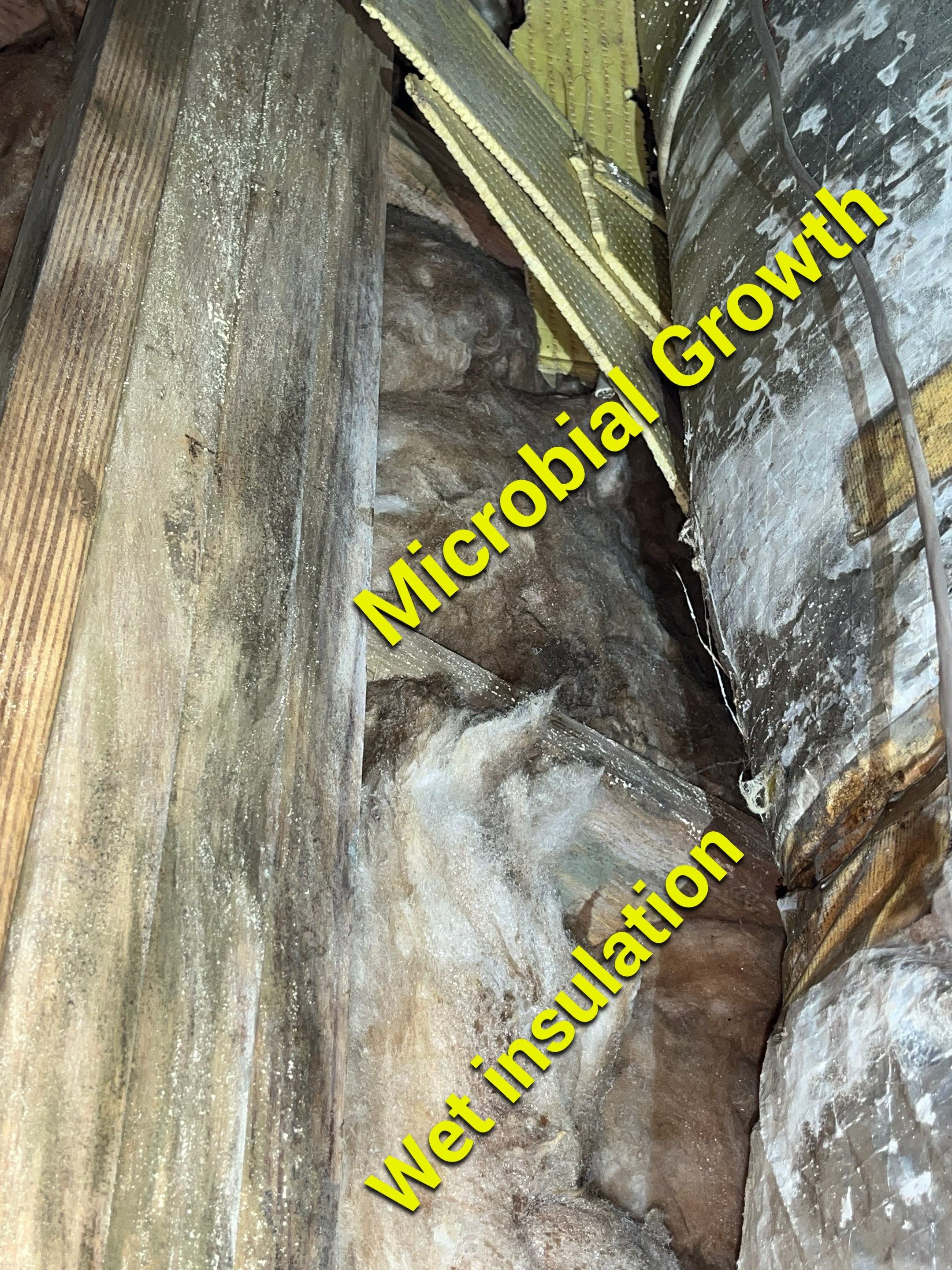 Impact Choice Encapsulation using Tri-Plex Insulation by Impact Crawlspace