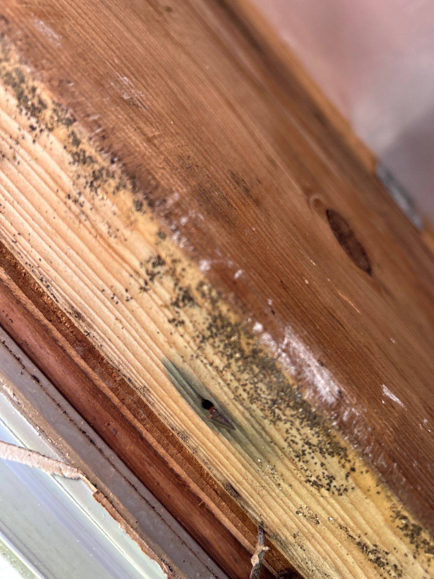 Mold Removal In Bradenton FL  by Ampm Restoration Services 