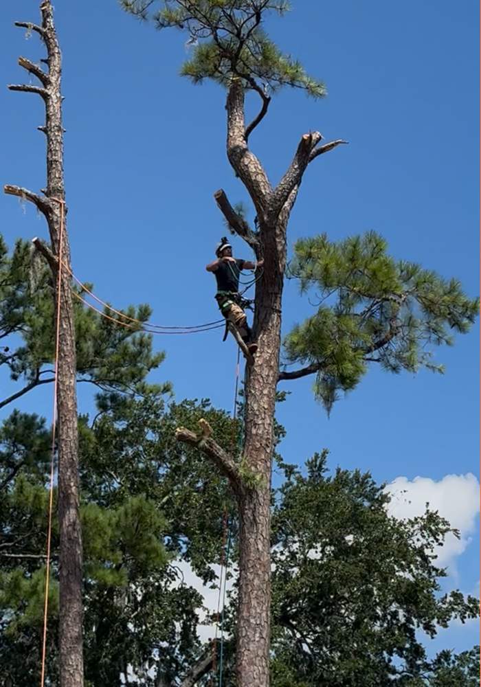 Tree Removal | Episcopal School of Jacksonville by ProGreen Services