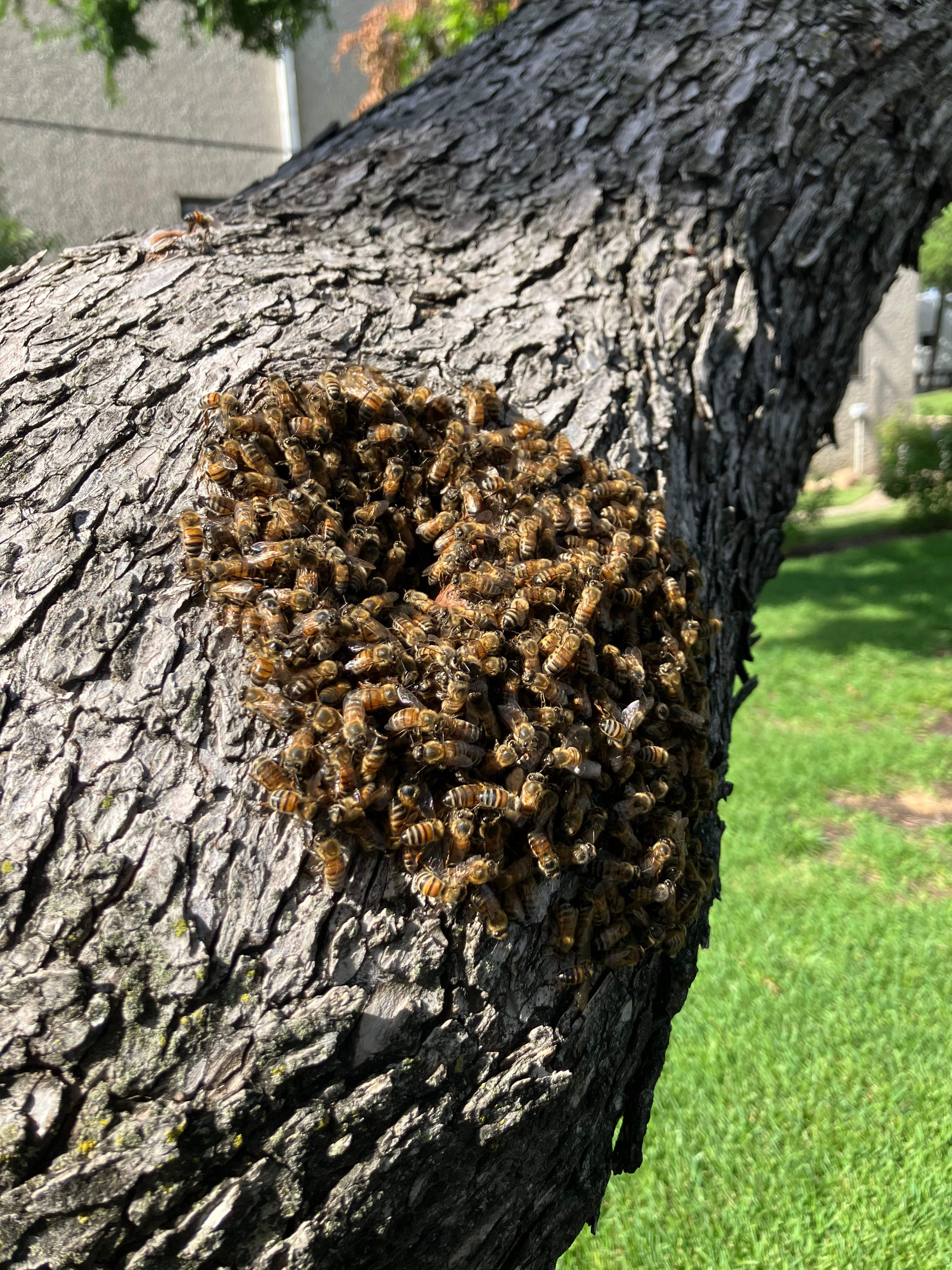 Favorite Tree Job by Rockwall Honey Bee Company