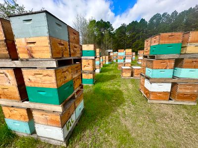 BeeGirl ETX HQ