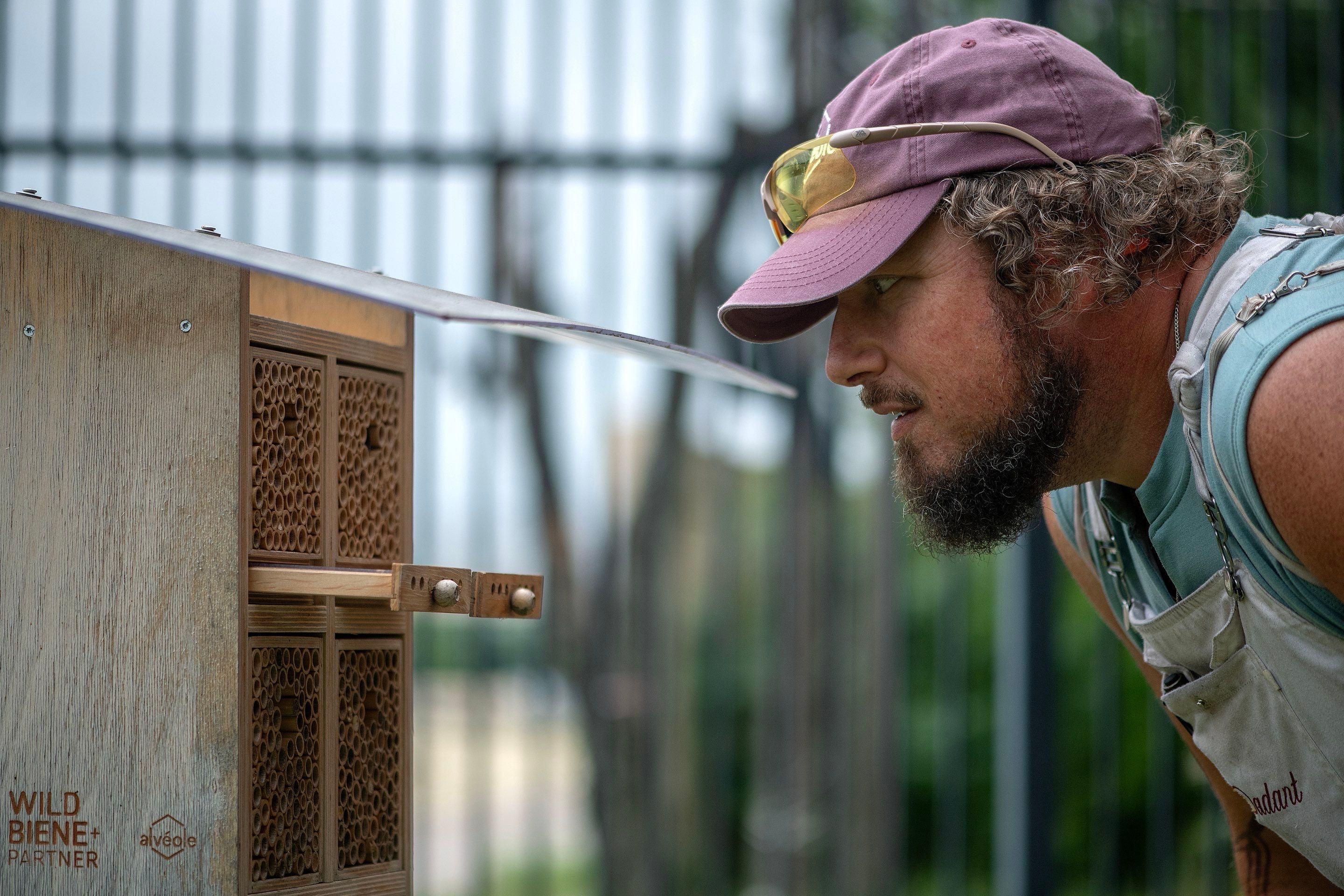 Urban Beekeeping in Dallas by Rockwall Honey Bee Company