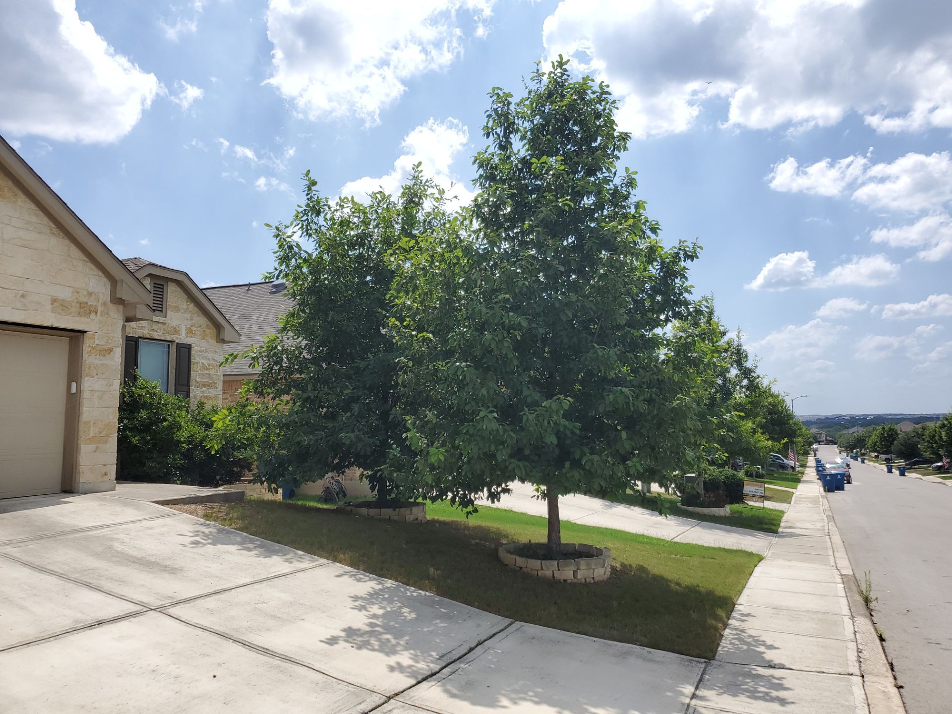 Wortham Oaks - San Antonio, TX by Hole In One Lawns, LLC