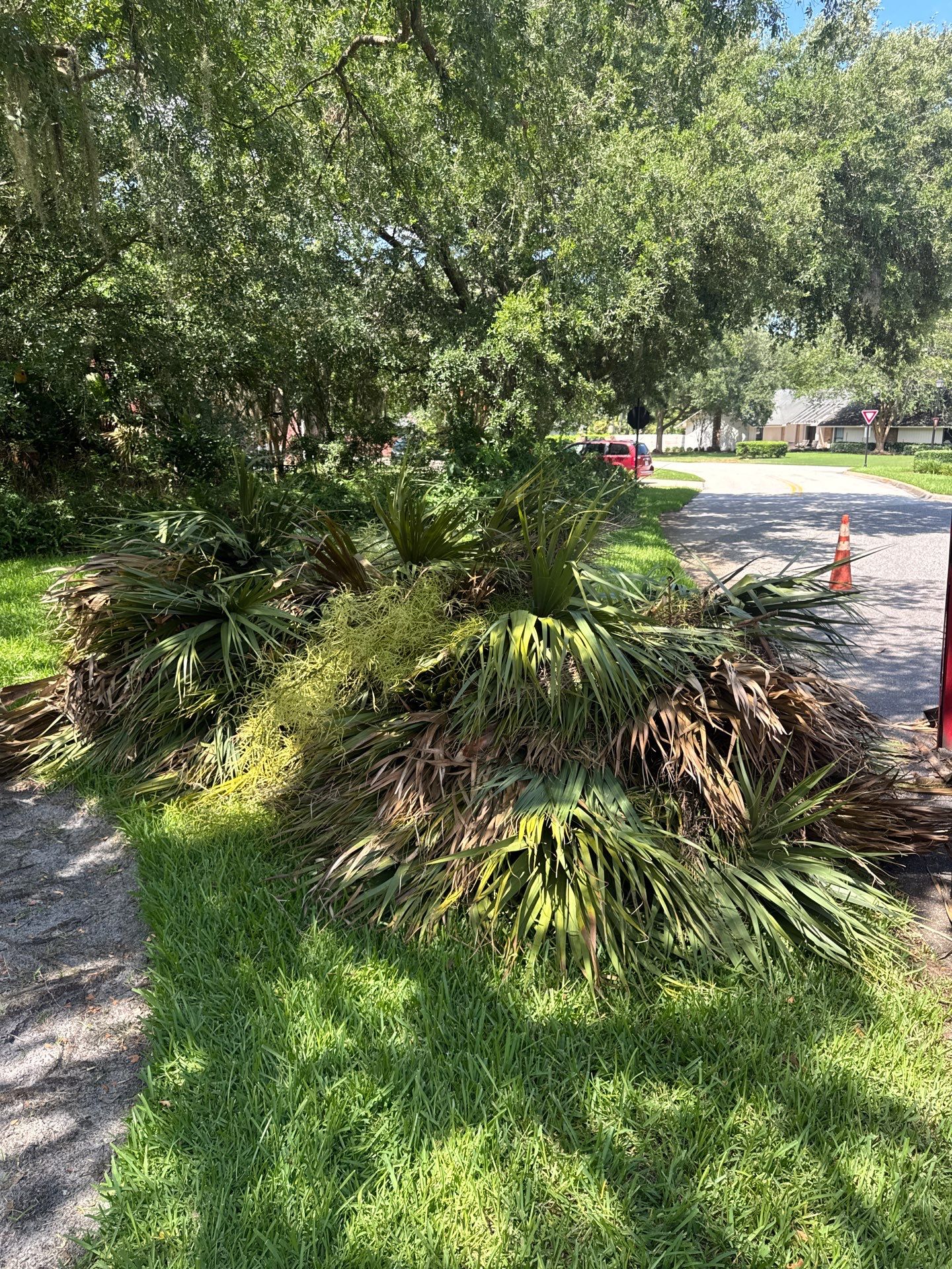 Deerwood Resident | Palm Tree Trimming & Booting by ProGreen Services