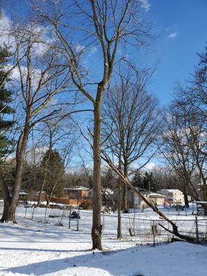 Tree Trimming using Tree Pruing