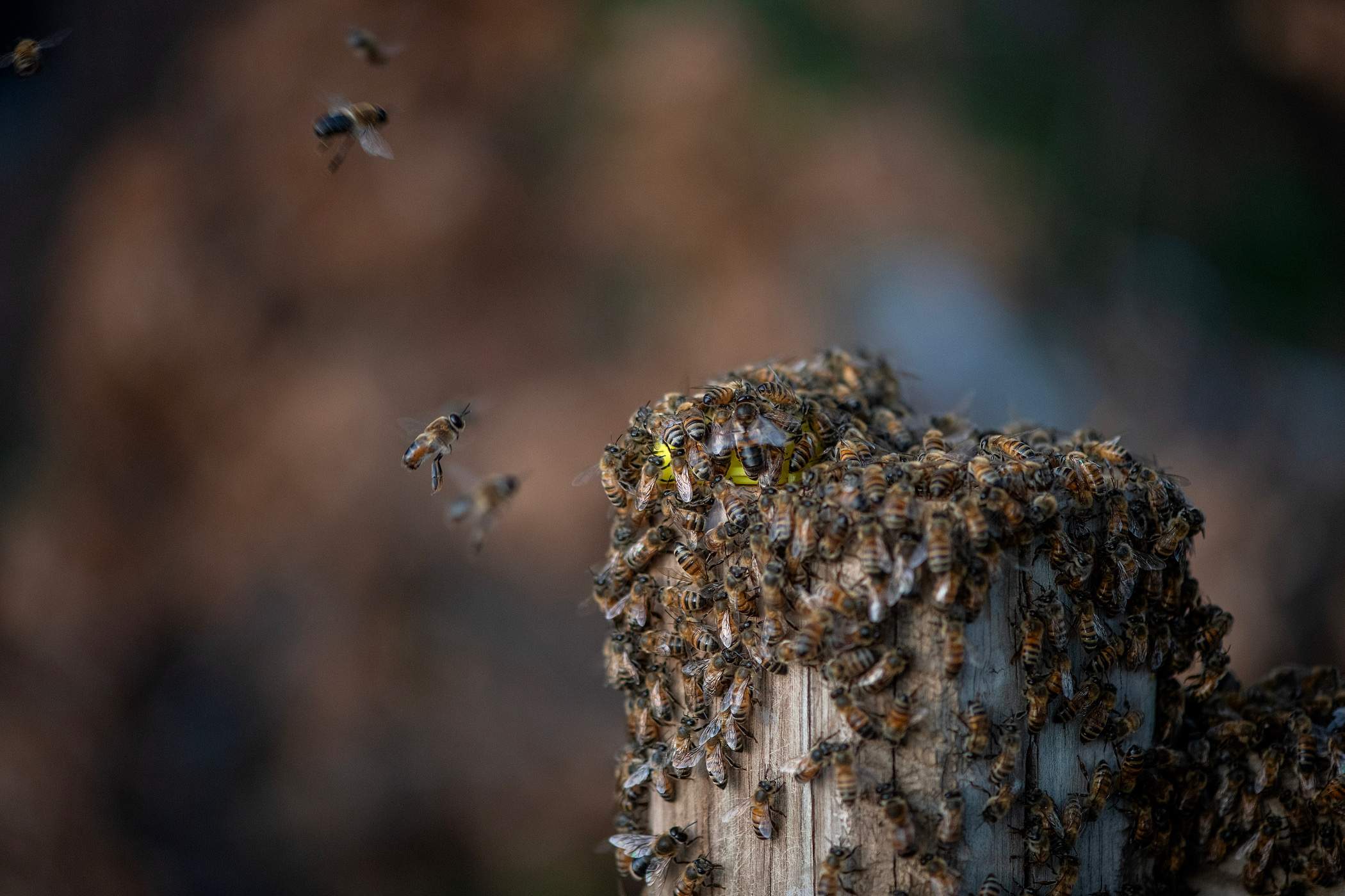 Brick Column by Rockwall Honey Bee Company