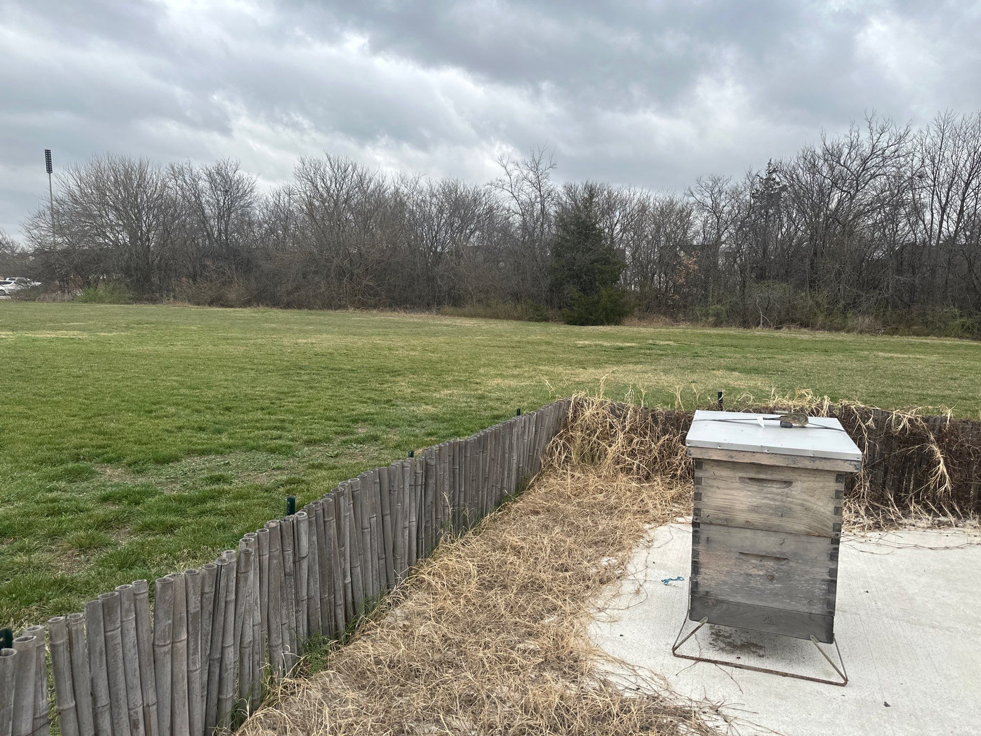 Bees at the Bank! by Rockwall Honey Bee Company