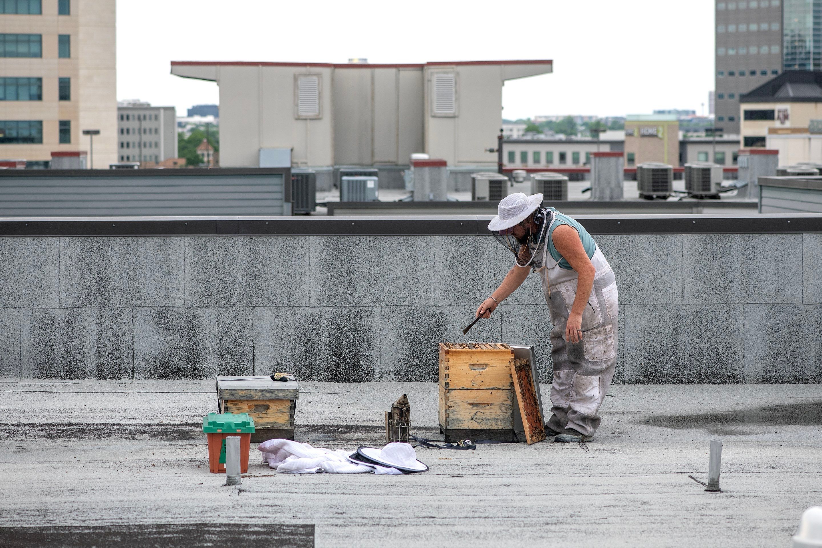 Urban Beekeeping in Dallas by Rockwall Honey Bee Company