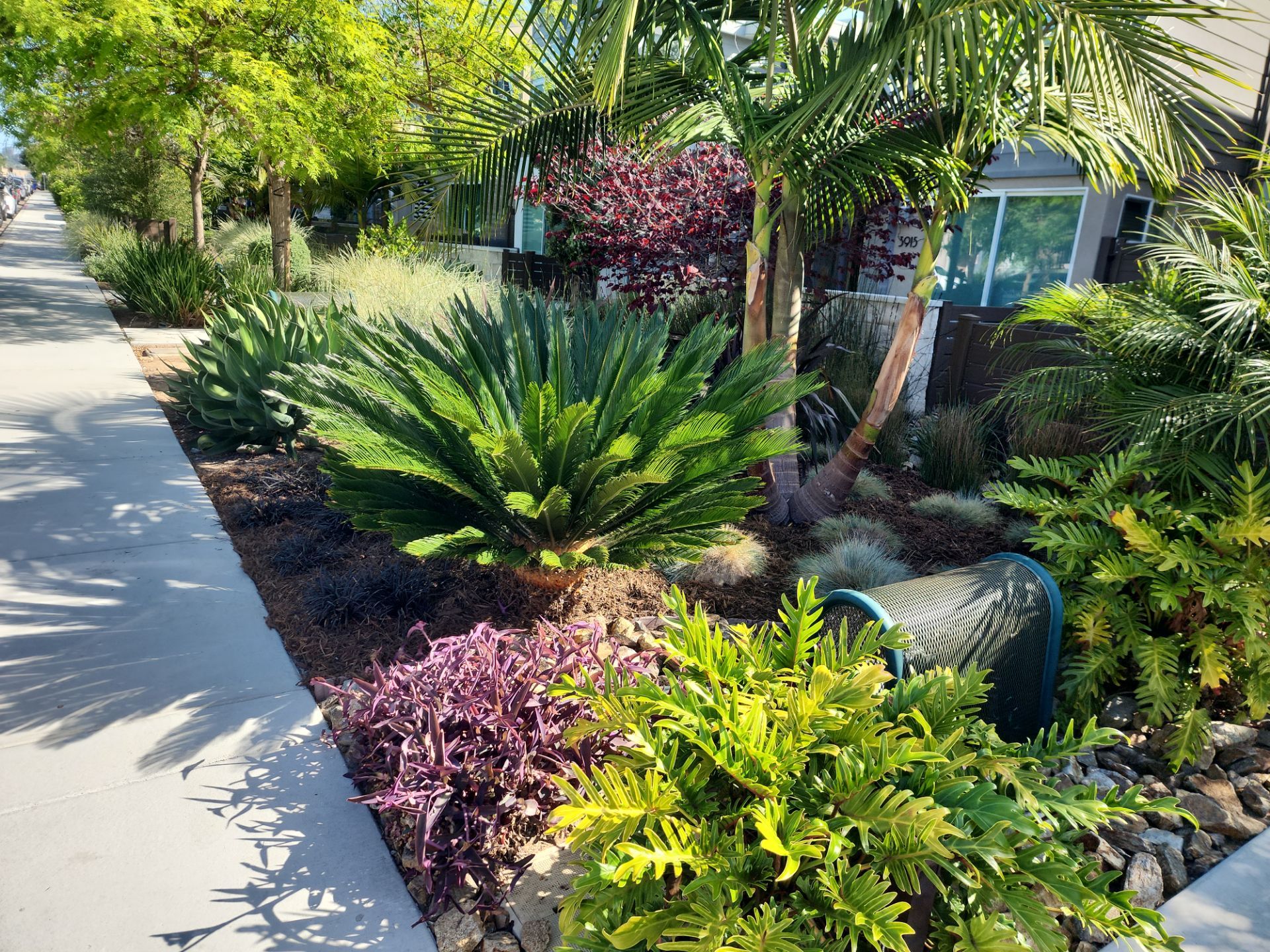 Modern Residential Landscaping in San Diego by Yard Techs