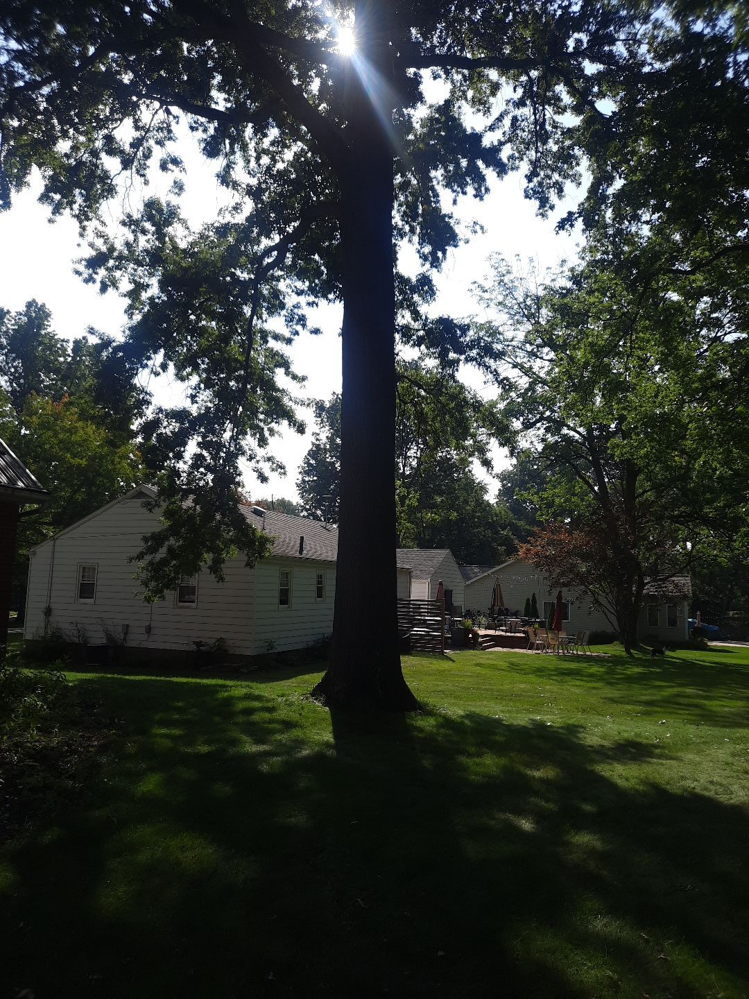 Tree Trimming using Tree Pruing by Mike Jones & Sons Tree Service LLC 