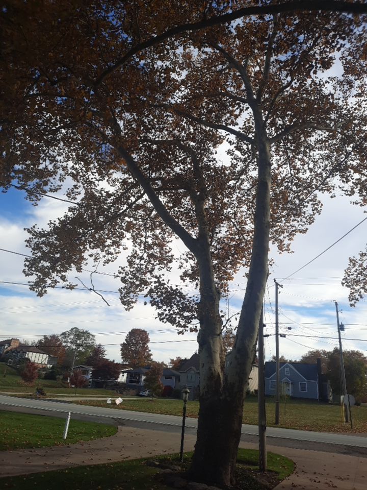 Tree Trimming using Tree Pruing by Mike Jones & Sons Tree Service LLC 