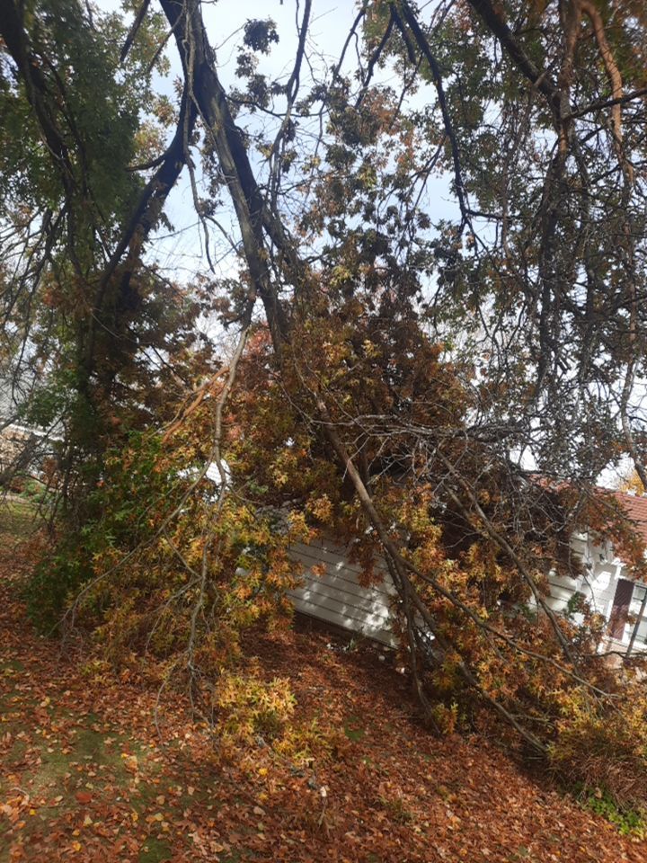 Tree Removal using Tree Removal by Mike Jones & Sons Tree Service LLC 