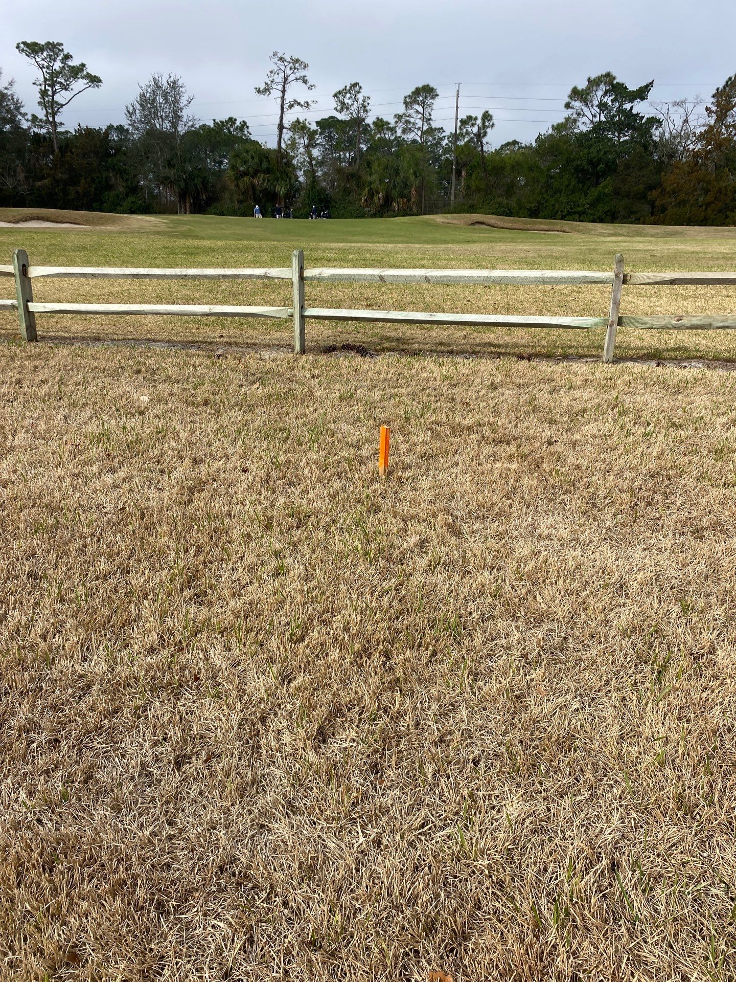 Deerwood Resident | Tree Install by ProGreen Services