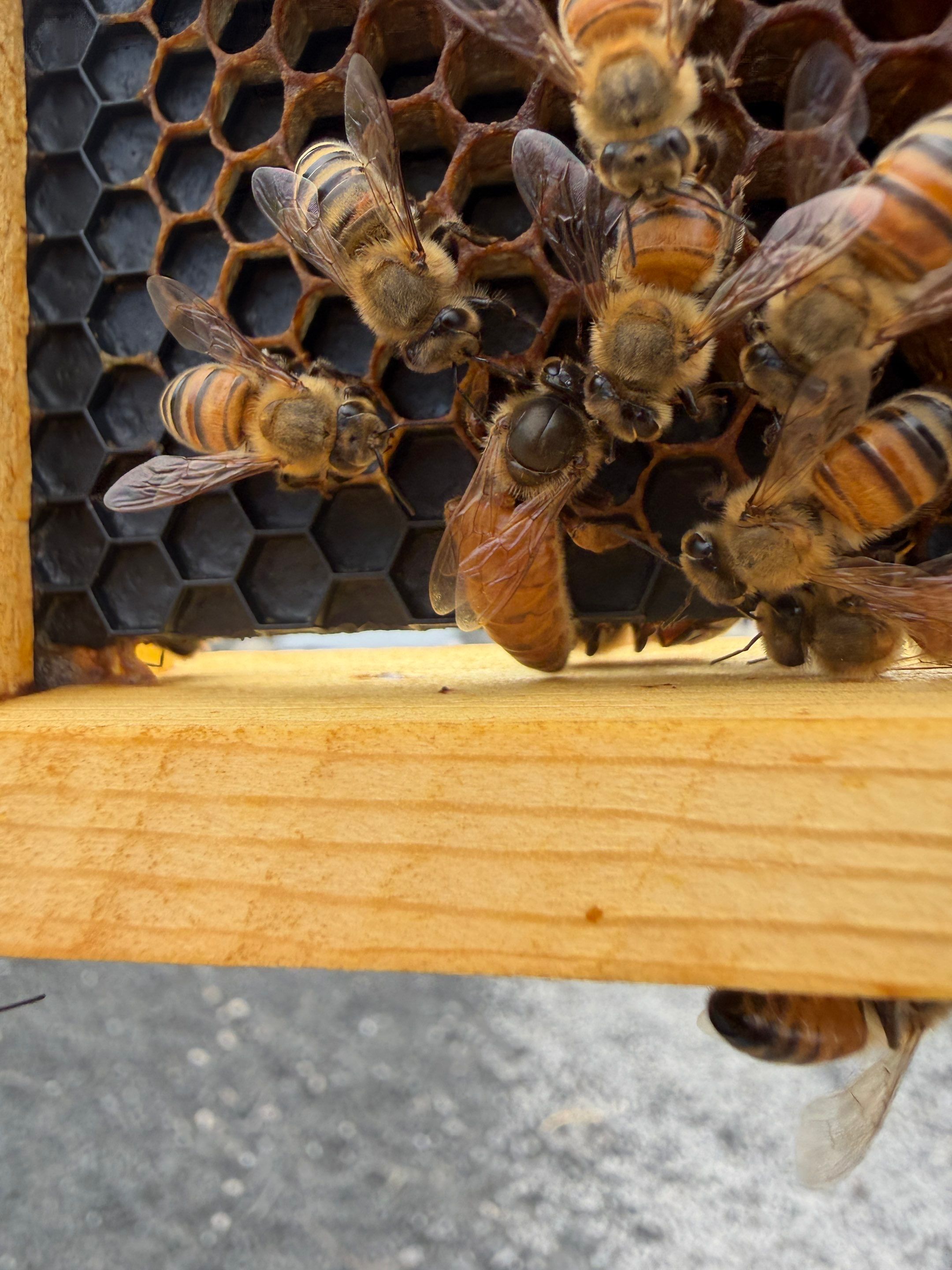 Momma K’s apiary by Rockwall Honey Bee Company