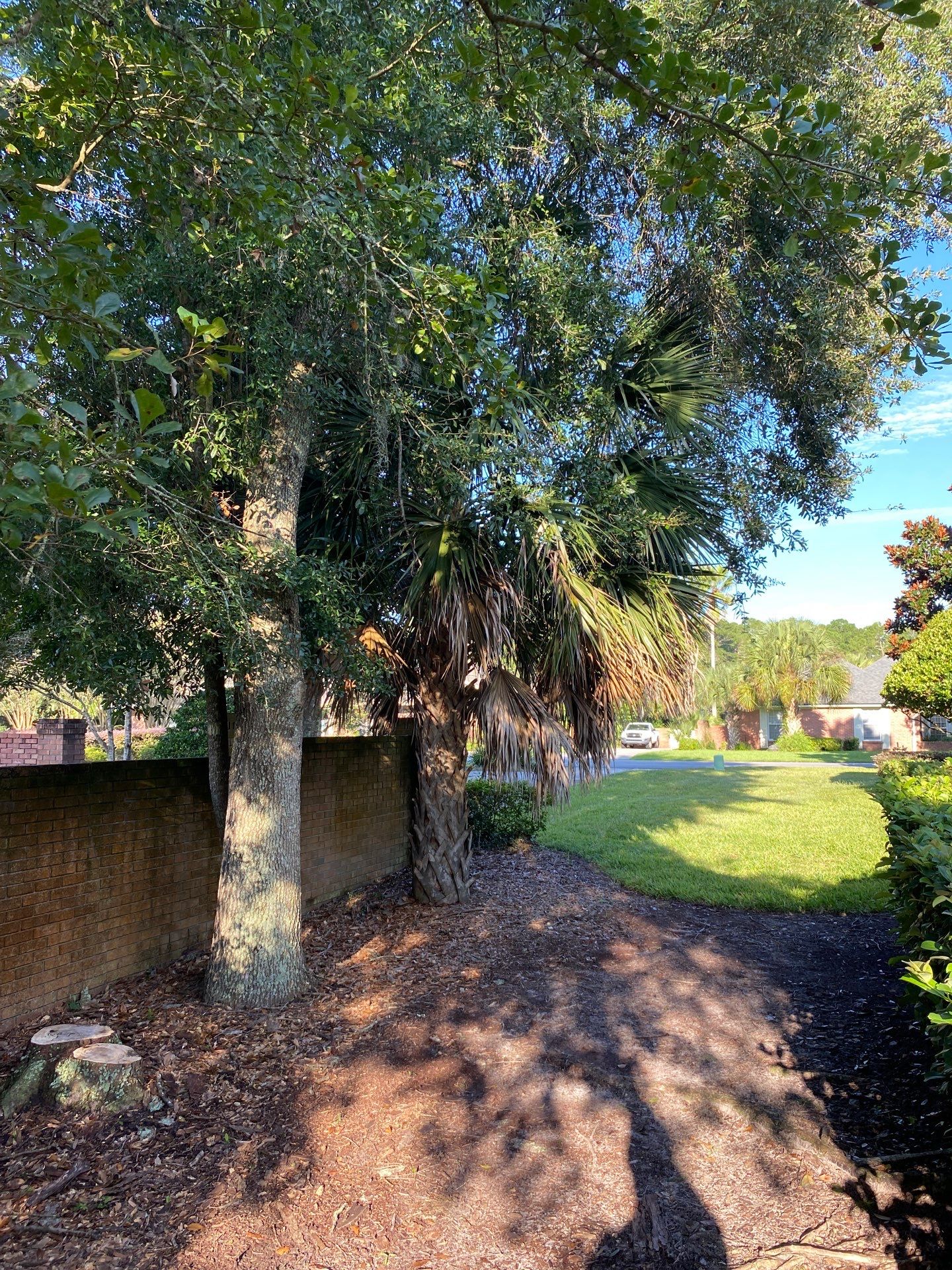 Deerwood Residence | Palm Tree Trimming by ProGreen Services