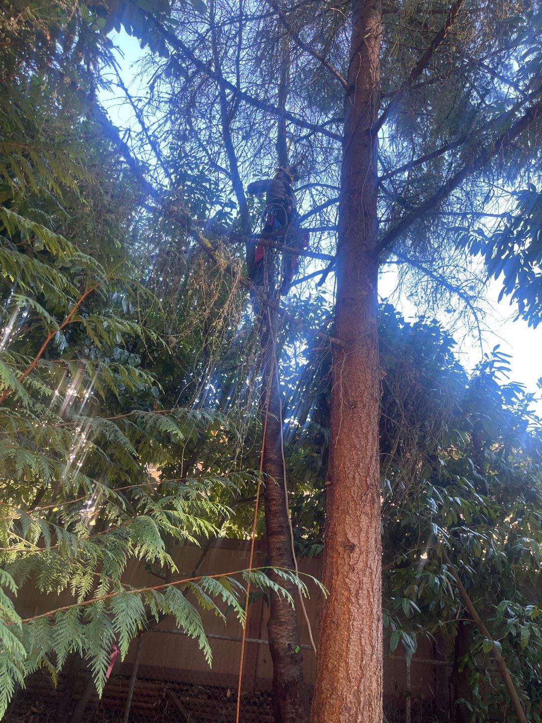 Tree Removal using Tree Removal by Mike Jones & Sons Tree Service LLC 