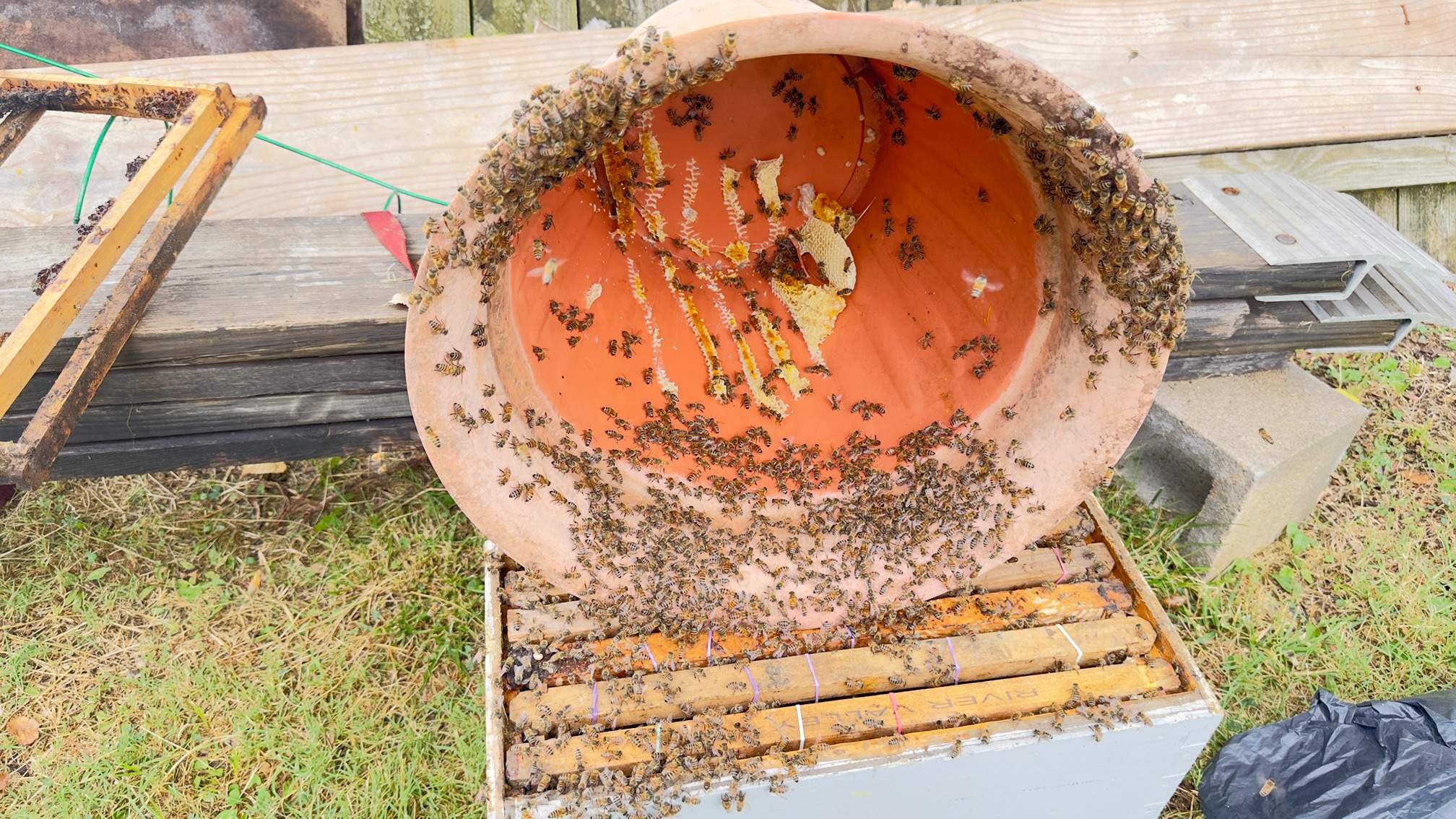 Water Spigot Swarm by Rockwall Honey Bee Company