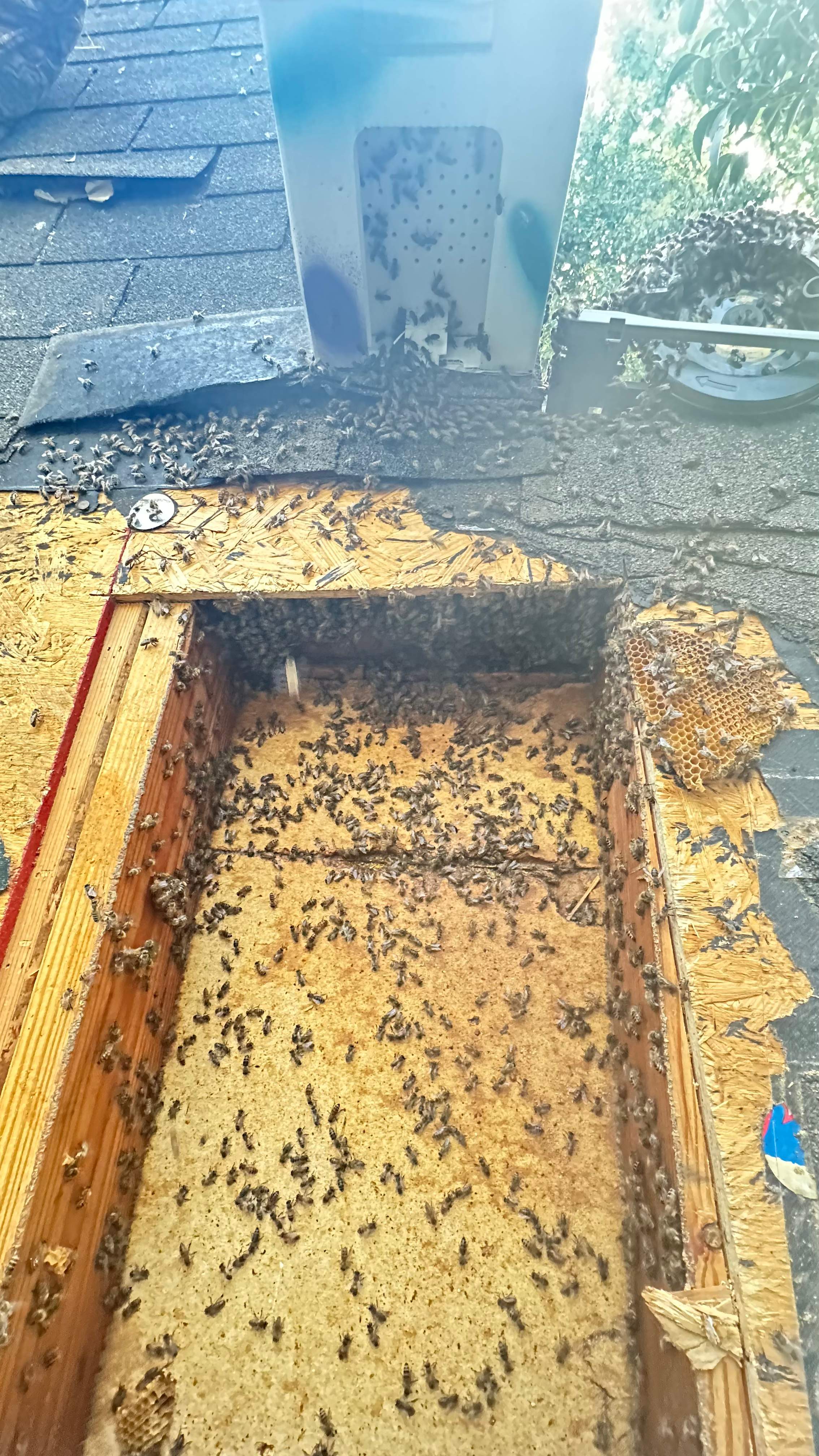 Under Shingles by Rockwall Honey Bee Company