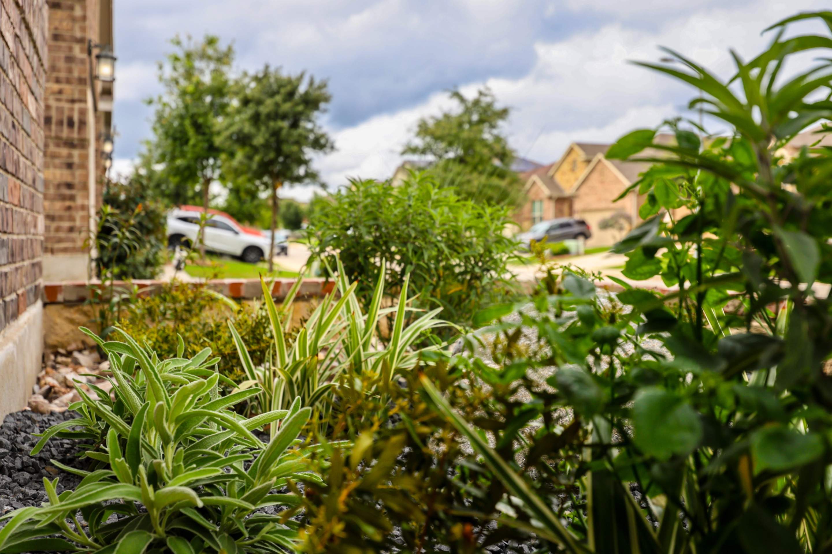 Wortham Oaks - San Antonio, TX by Hole In One Lawns, LLC